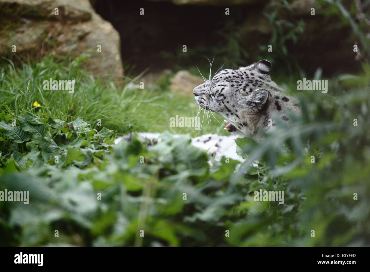 Snow Leopard at a UK zoo Stock Photo - Alamy