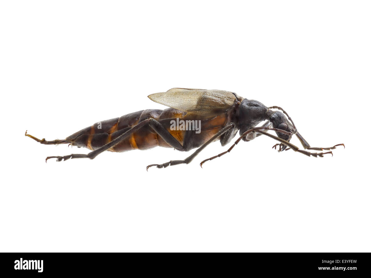 Coleoptera; Vesperidae; Vesperus xatarti female; Mulsant 1839; L 60