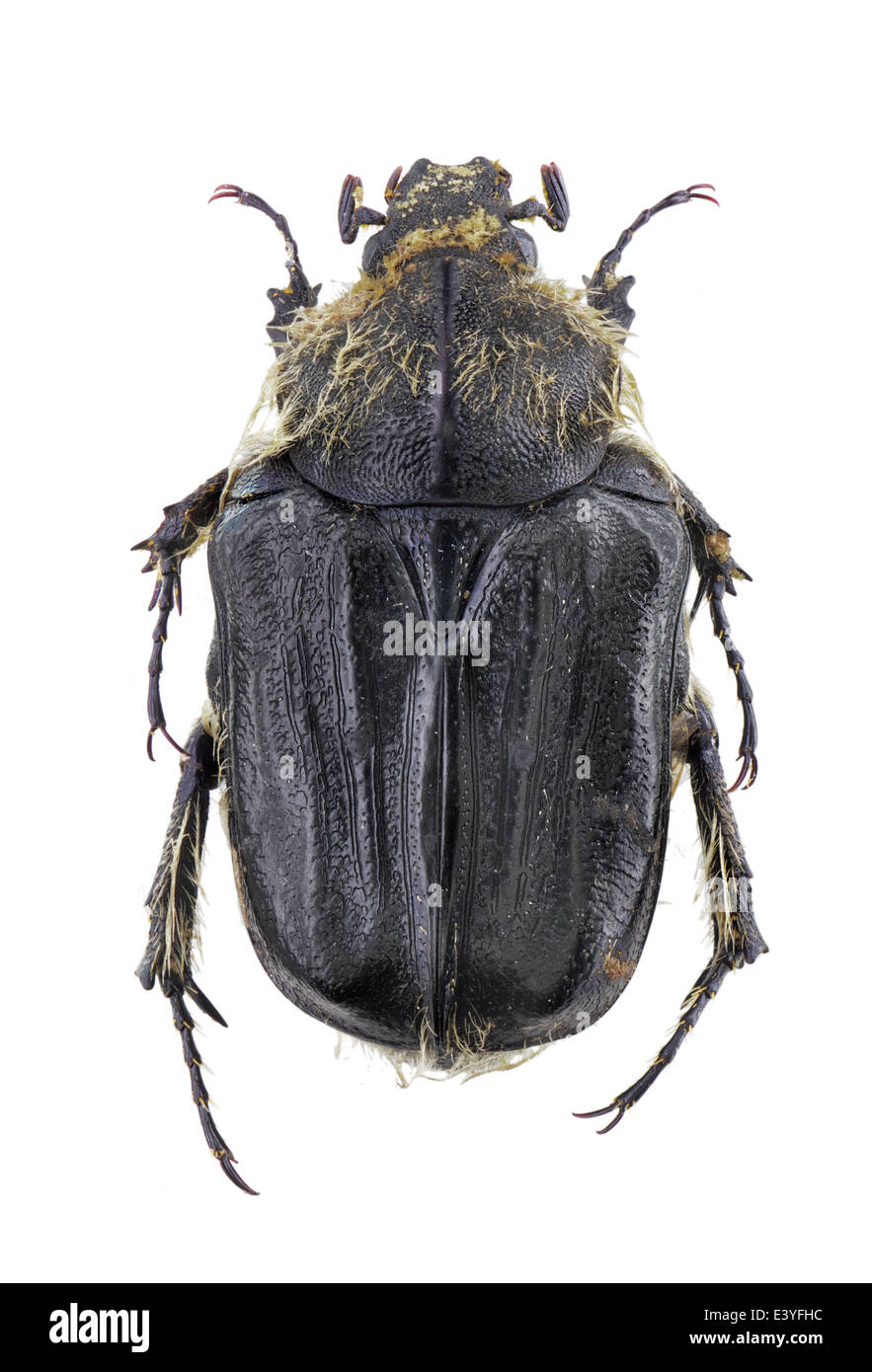 Coleoptera; Cetoniidae; Tropinota hirta; Poda 1761; L: 15mm; Epicometis hirta; Stock Photo