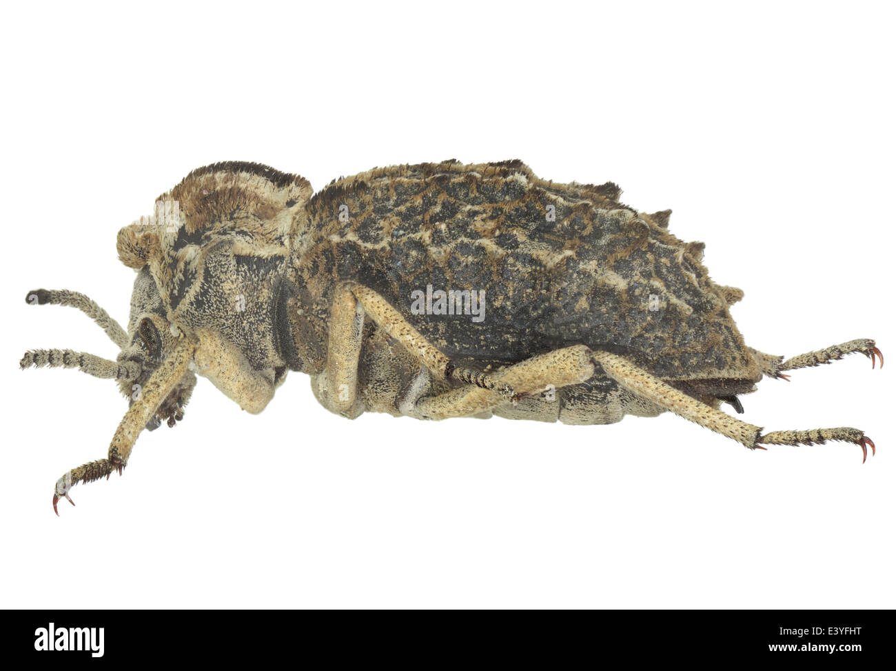 Coleoptera; Tenebrionidae; Sepidium aliferum; Fabricius 1775; Stock Photo