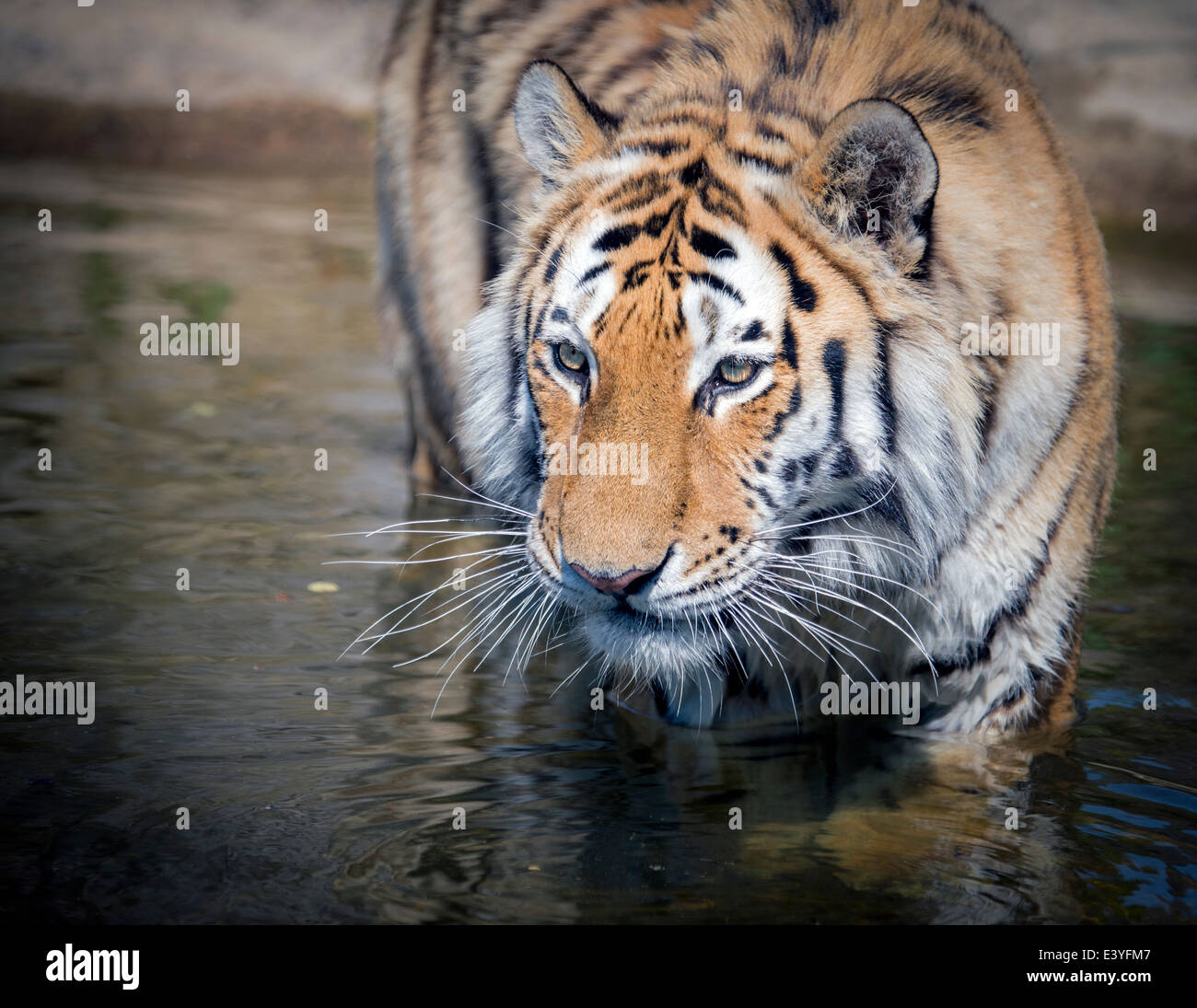 Male Amur tiger in water Stock Photo