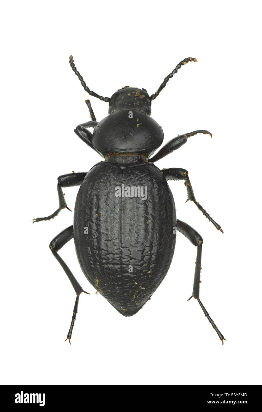 Coleoptera; Tenebrionidae; Tentyria pazi; Español, 1958 Stock Photo