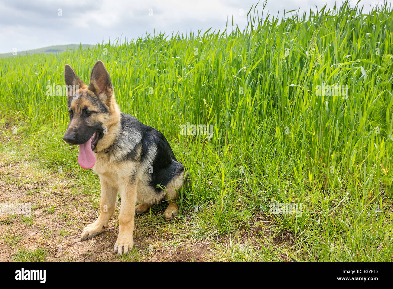 German shepherd dog Stock Photo