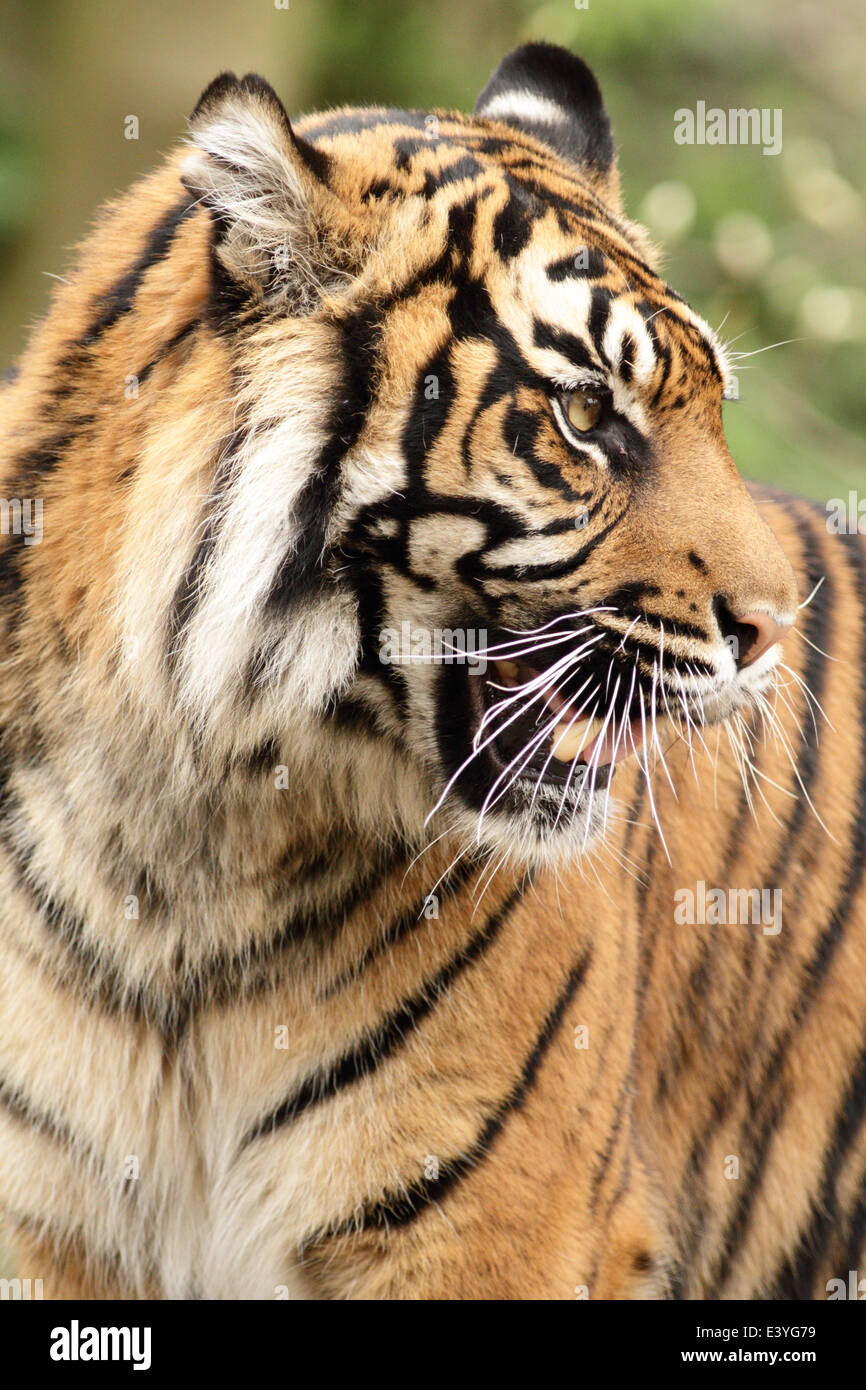 Sumatran Tiger at a UK zoo. Stock Photo