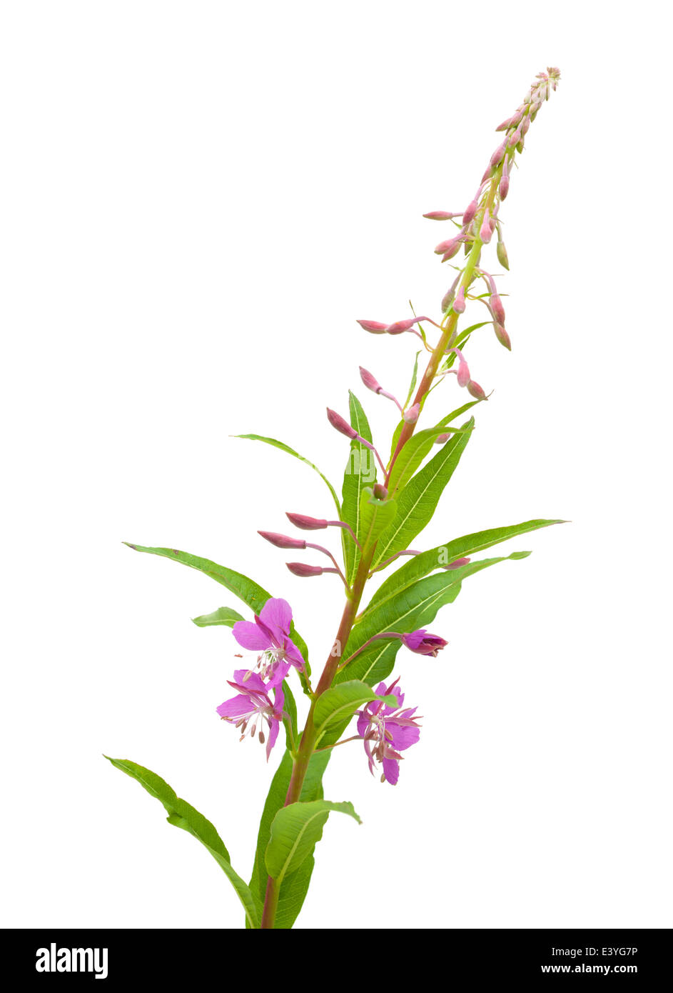 fireweed flowering spike isolated on white Stock Photo