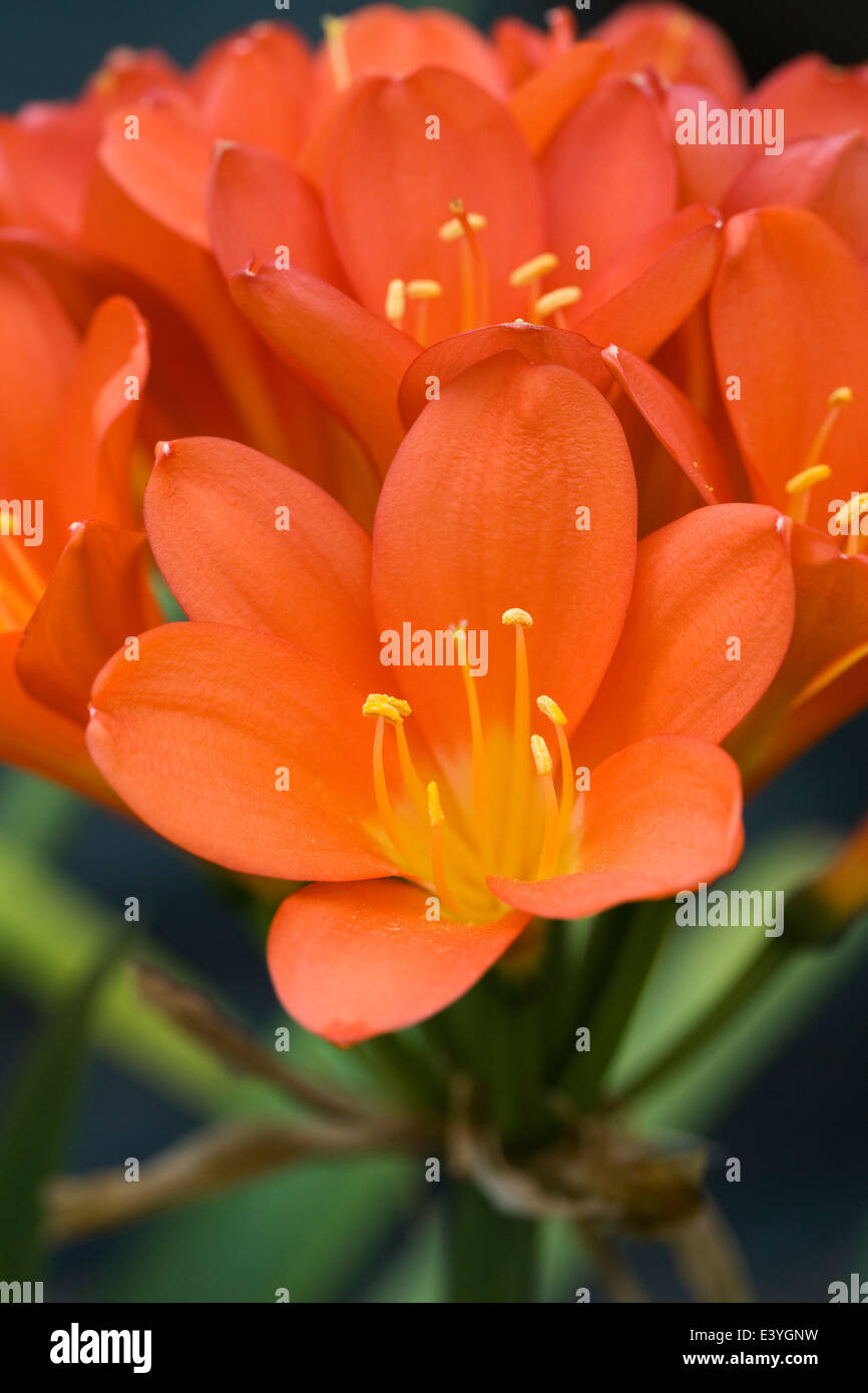 Clivia flowers. Natal lily growing in a protected environment. Stock Photo