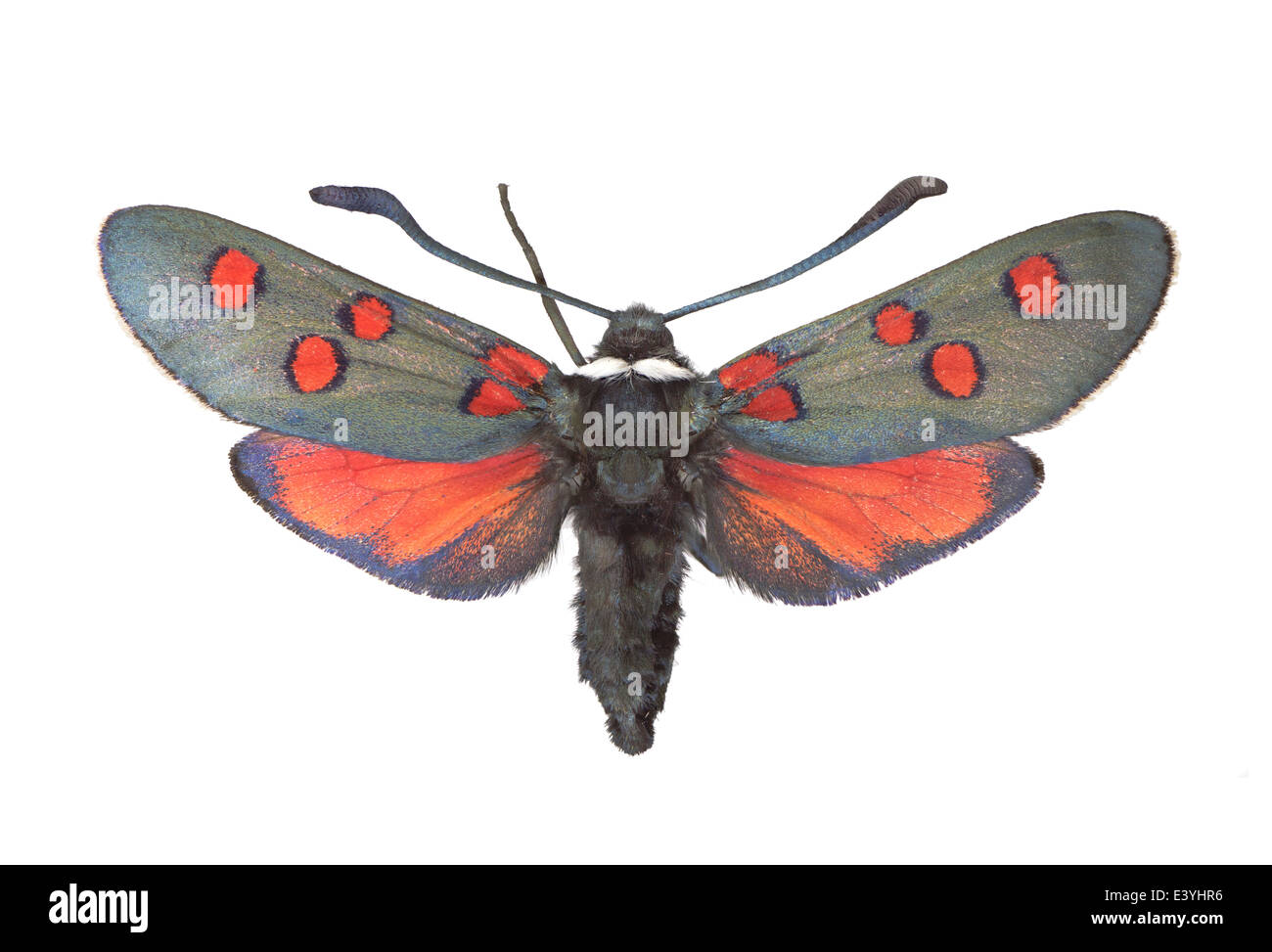 Five spot burnet moth Cut Out Stock Images & Pictures - Alamy