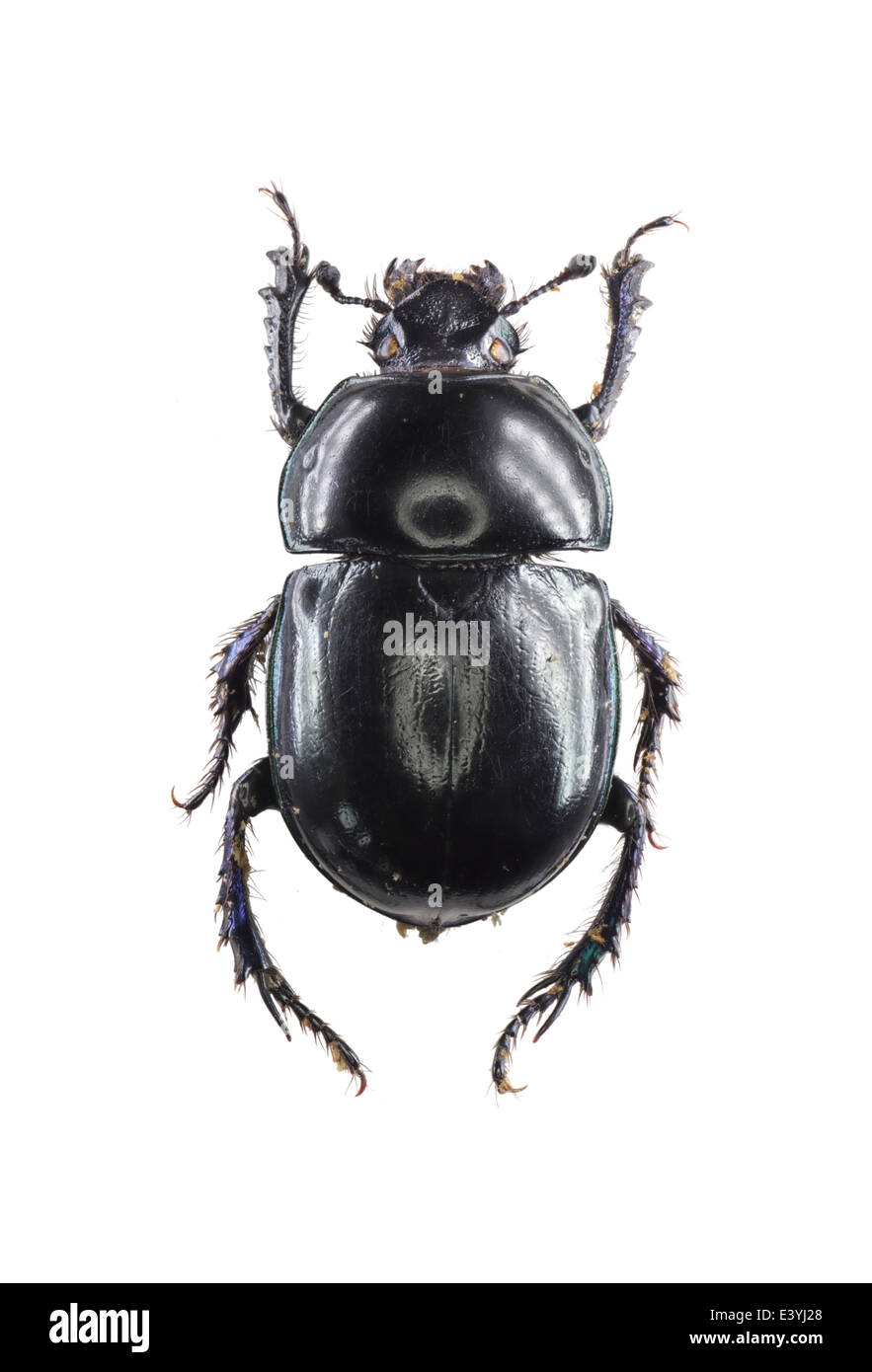 Coleoptera; Geotrupidae; Trypocopris pyrenaeus; Charpentier 1825; Stock Photo