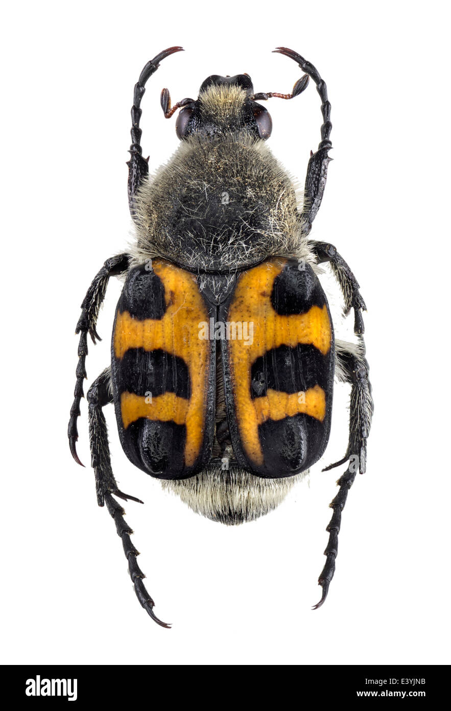 Coleoptera; Scarabaeidae; Trichius zonatus; Germar 1829; Bee Beatle; Stock Photo