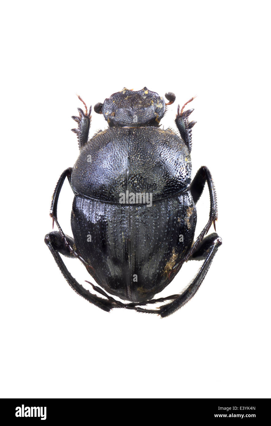 Coleoptera; Scarabaeidae; Sisyphus schaefferi; male; Latreille 1807; Stock Photo