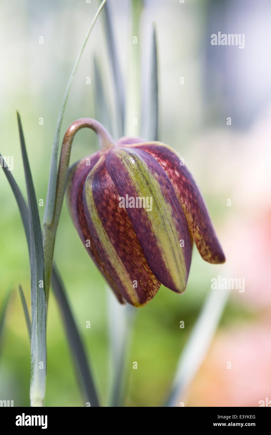 Fritillaria aff. crassifolia flower growing in a protected environment. Stock Photo
