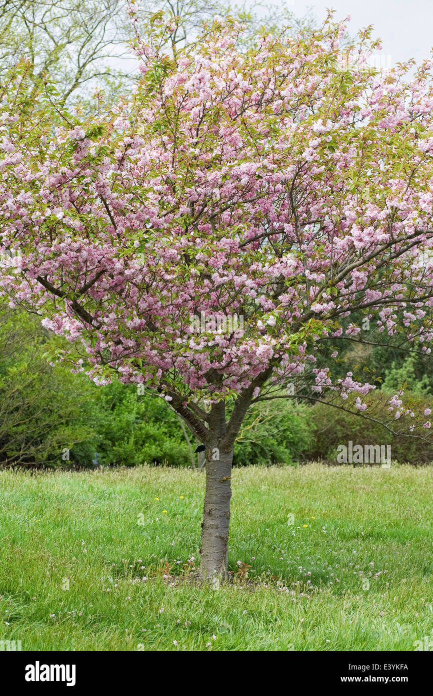 Prunus 'Asano'. Cherry blossom in an English garden Stock Photo - Alamy