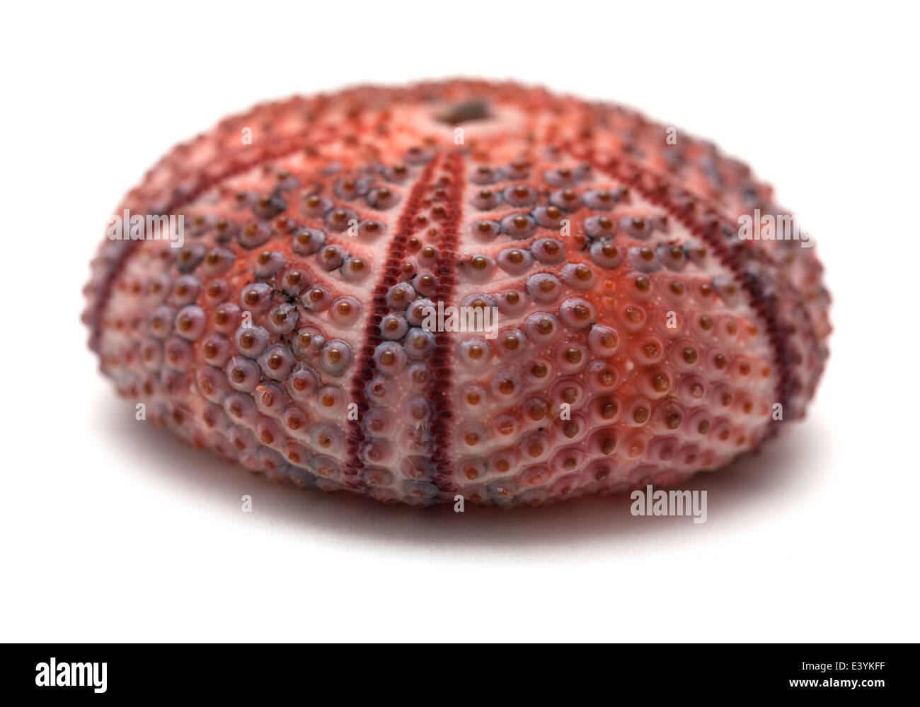 sea urchin skeleton isolated on white Stock Photo Alamy