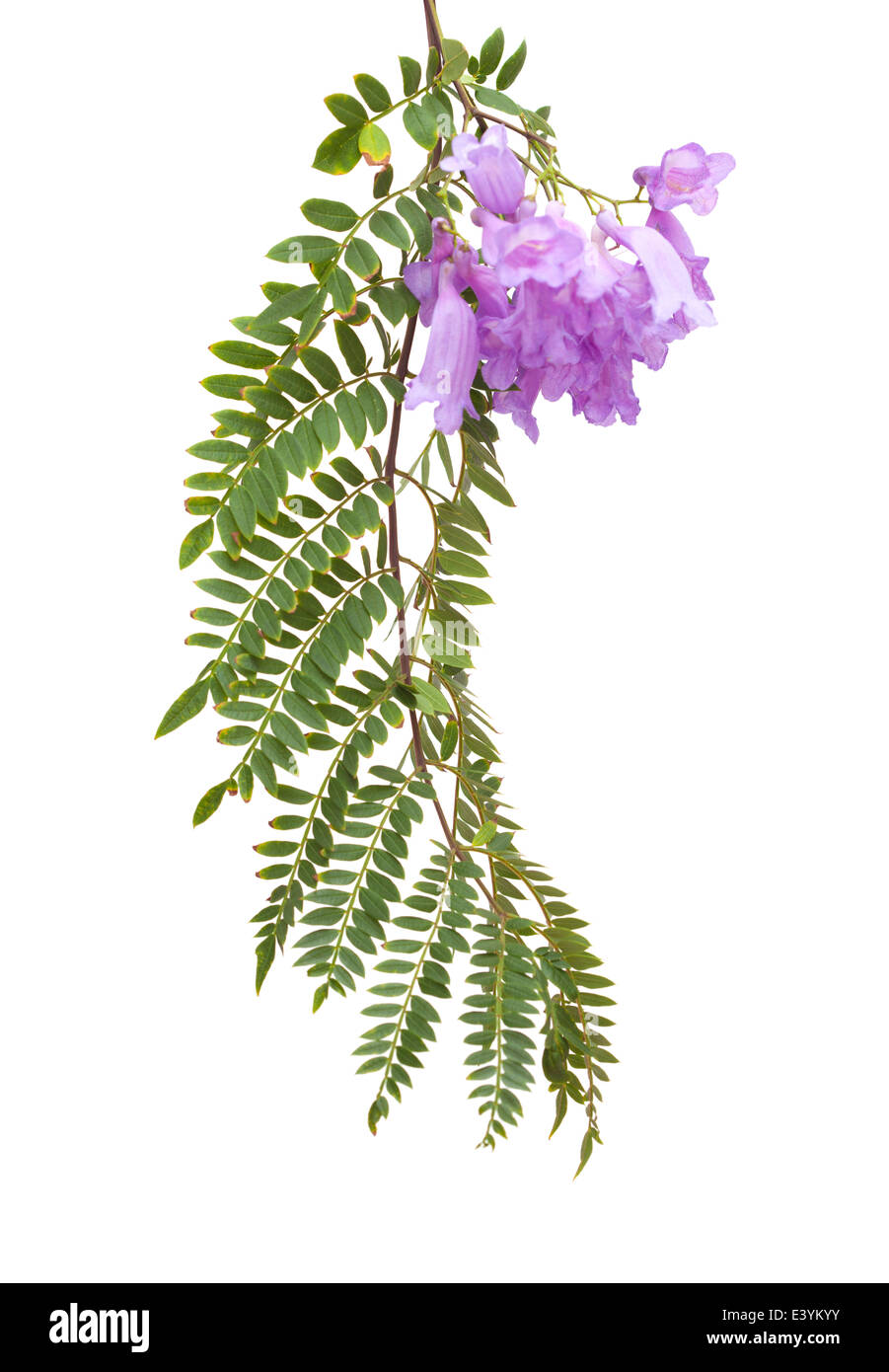 Jacaranda flowers large panicles hires stock photography and images
