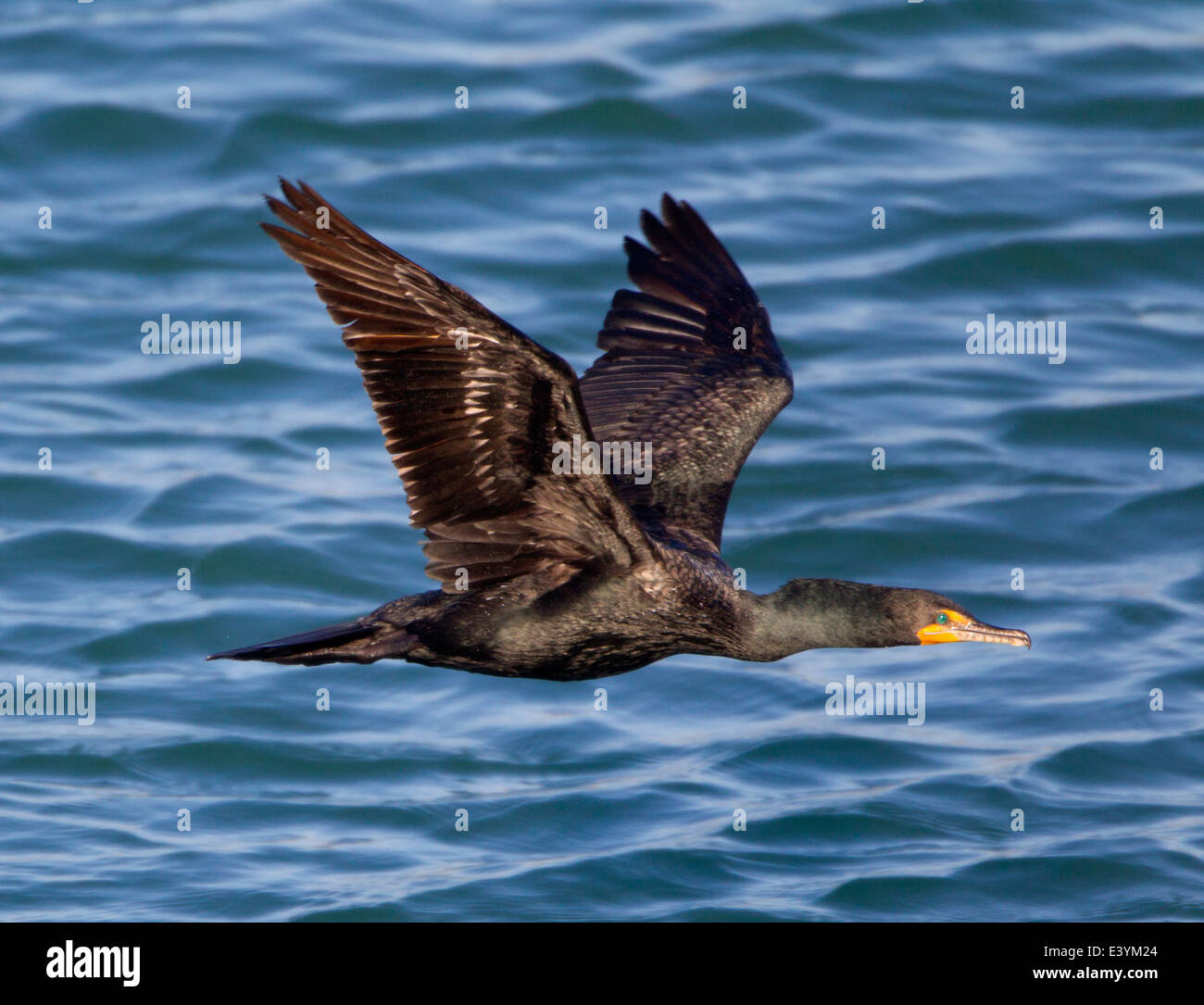 Cormorant in flight hires stock photography and images Alamy