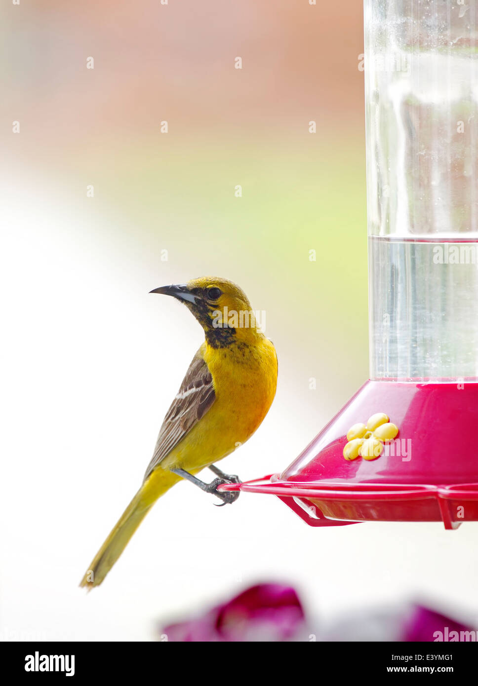Hooded Oriole Male At Hummingbird Feeder Stock Photo 71294273 Alamy