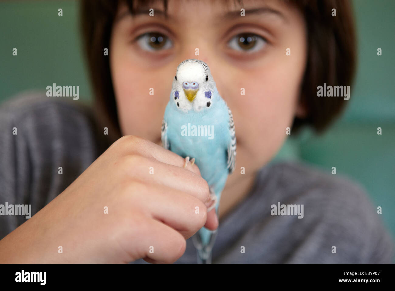 Parakeet bird perched on finger of 10 year old girl. Stock Photo