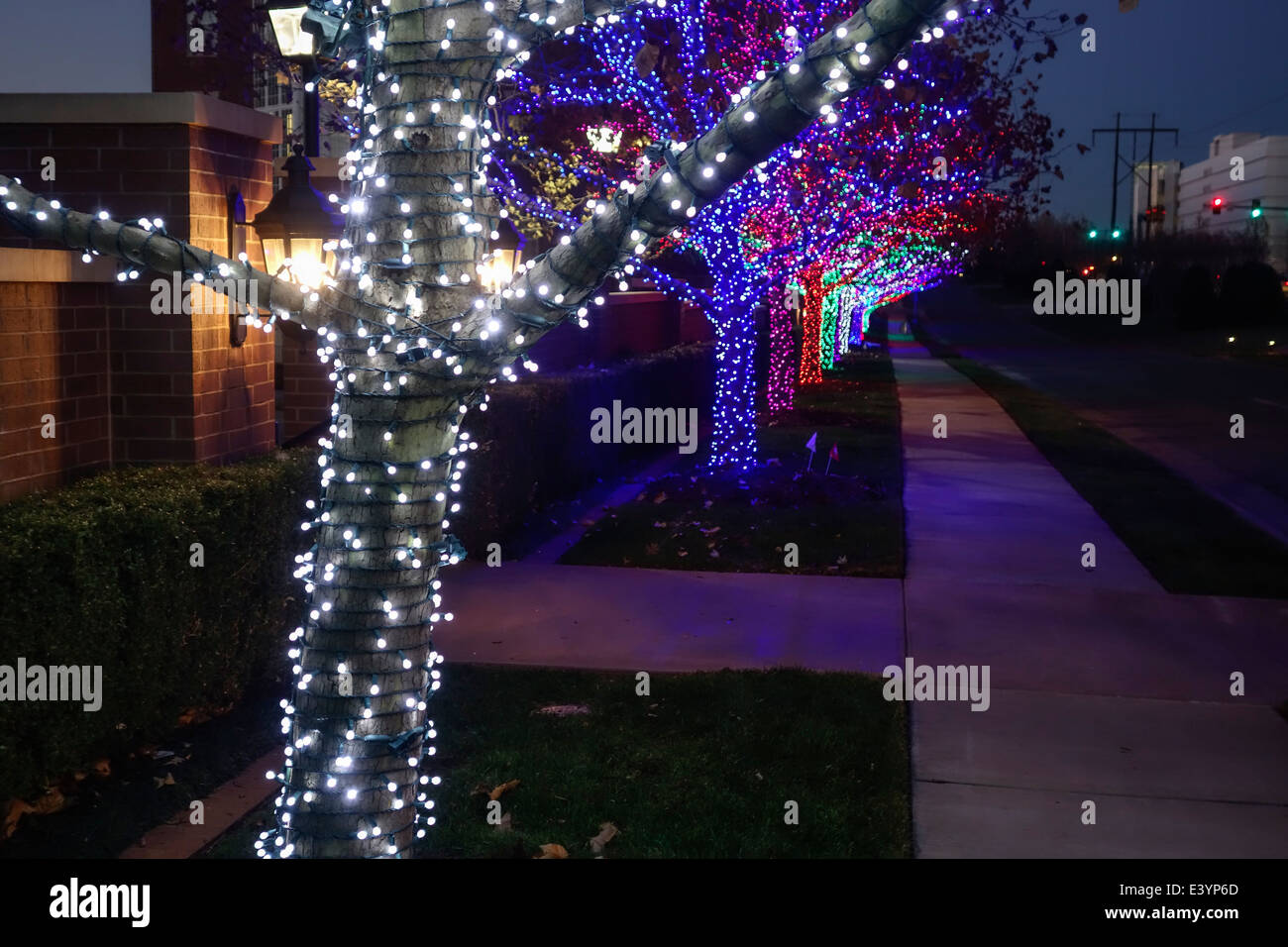 Christmas lights adorn trees on the Chesapeake Energy campus in Oklahoma City, Oklahoma, USA