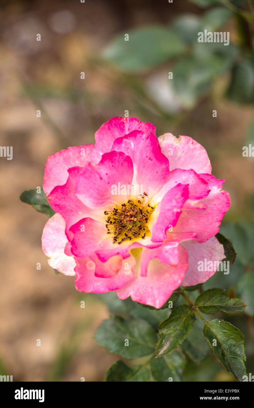 Beautiful pink rose flowers in a garden Stock Photo - Alamy