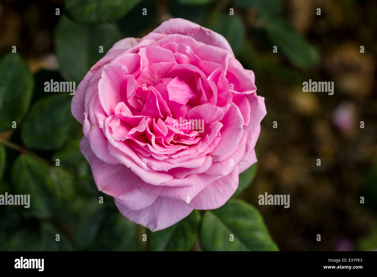 Beautiful pink rose flowers in a garden Stock Photo - Alamy