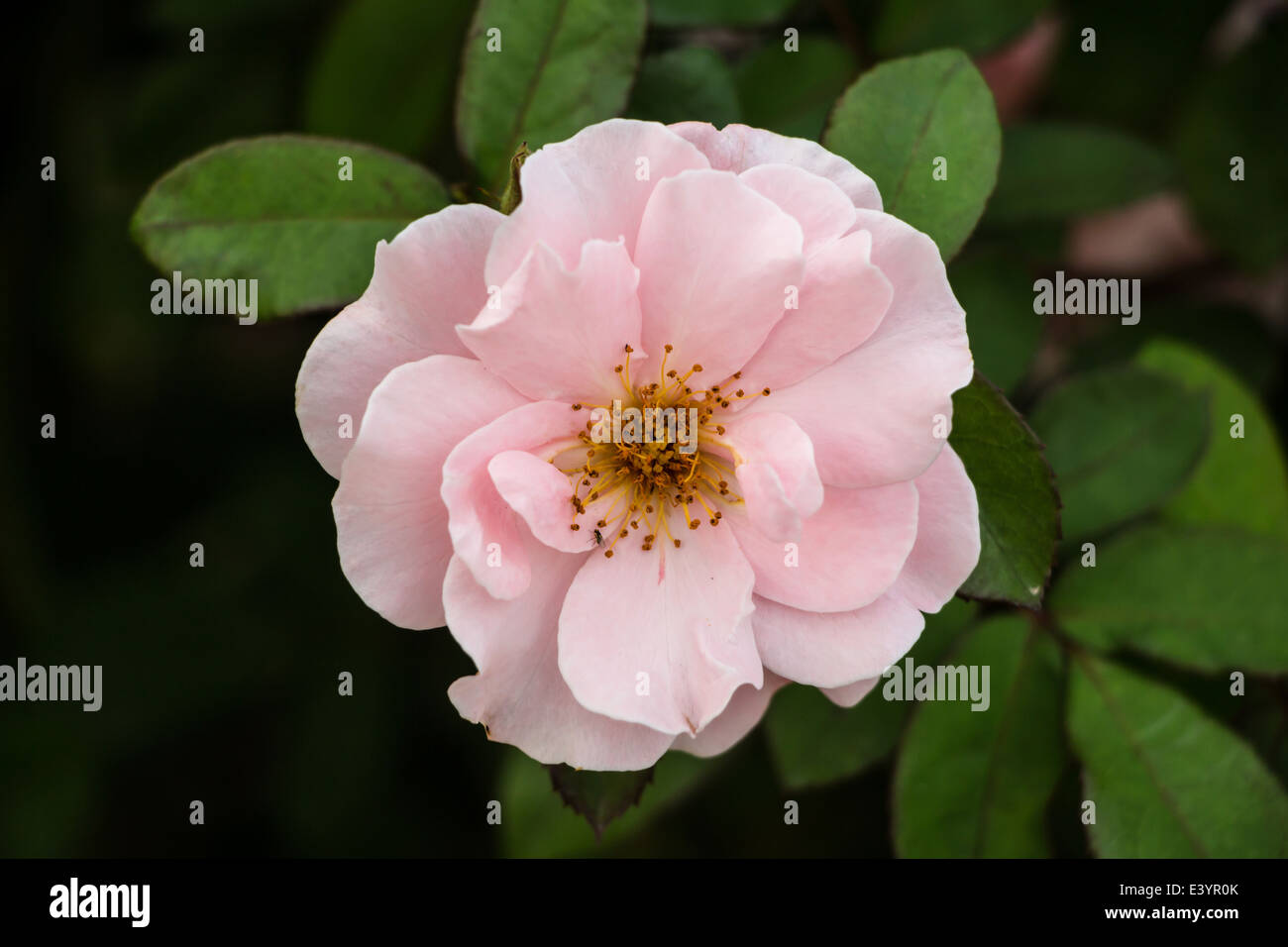 Beautiful pink rose flowers in a garden Stock Photo - Alamy