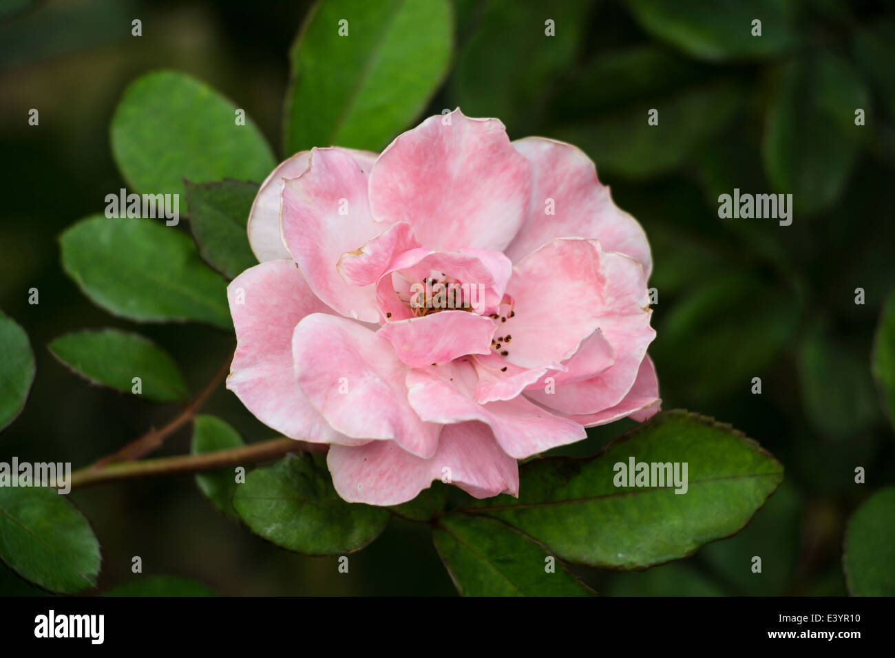 Beautiful pink rose flowers in a garden Stock Photo - Alamy