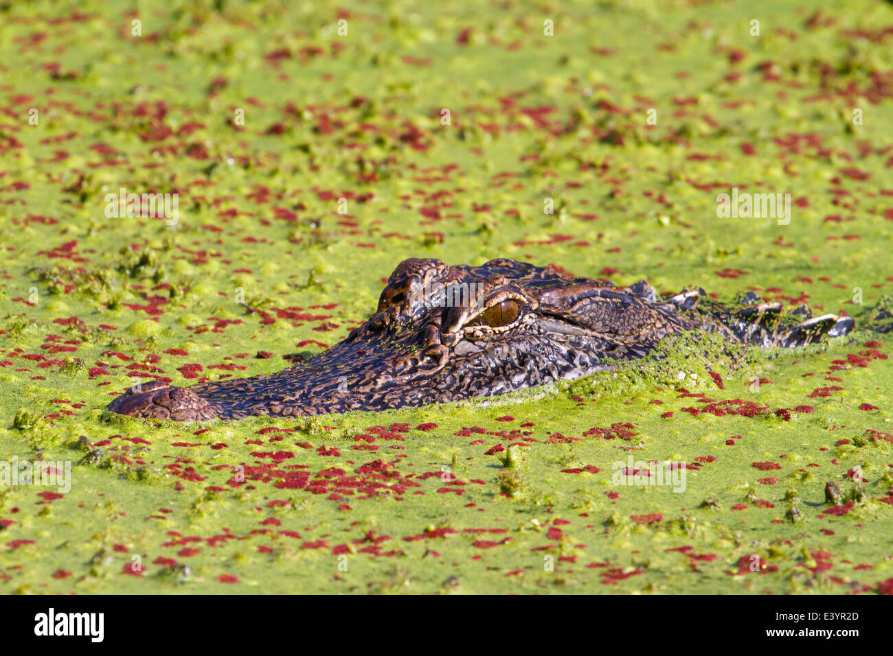American alligator (Alligator mississippiensis), hiding in the swamp