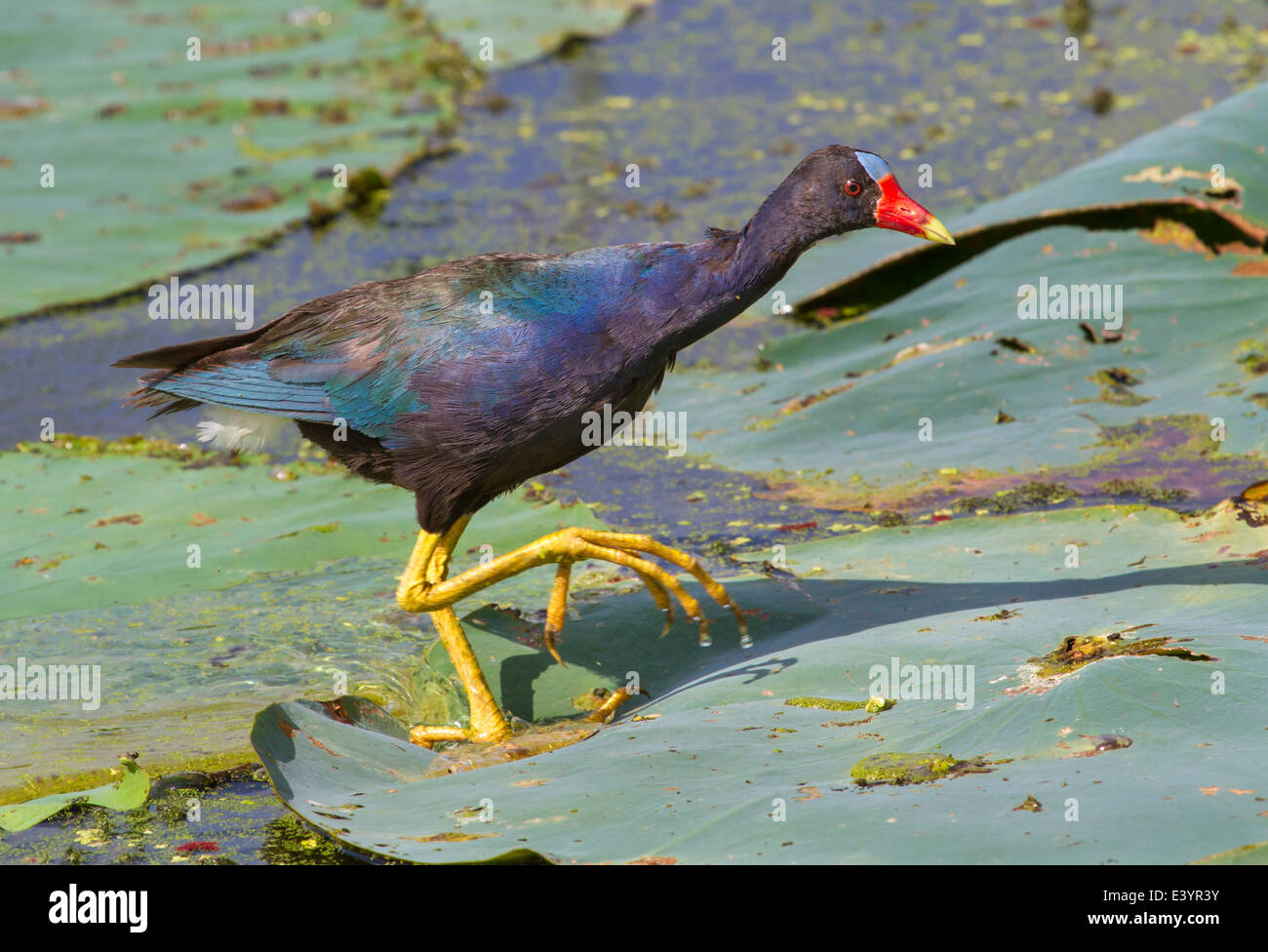 Purple Gallinule (Porphyrio martinica) walking on the floating lotus leaves in a lake. Stock Photo