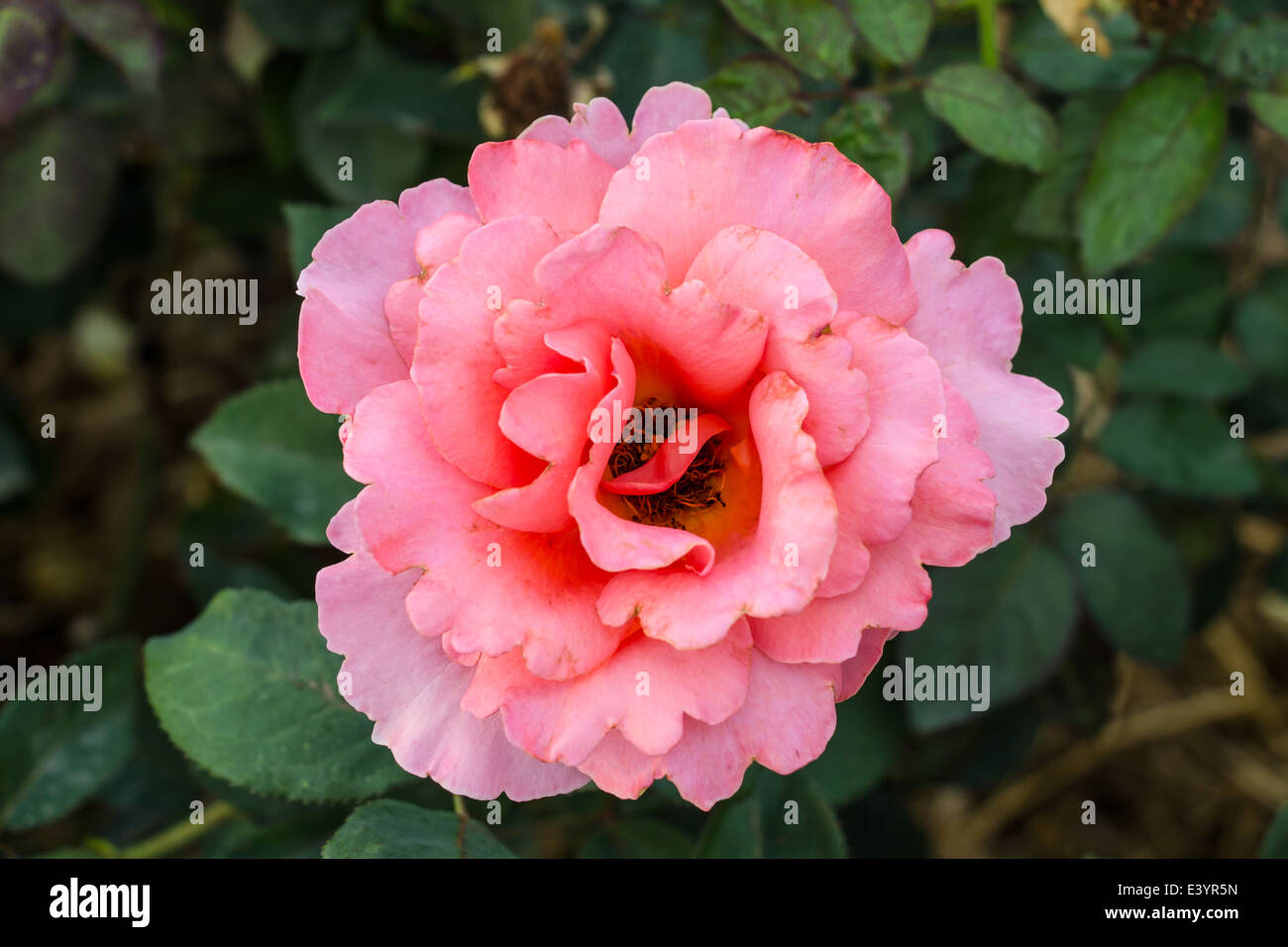 Beautiful pink rose flowers in a garden Stock Photo - Alamy
