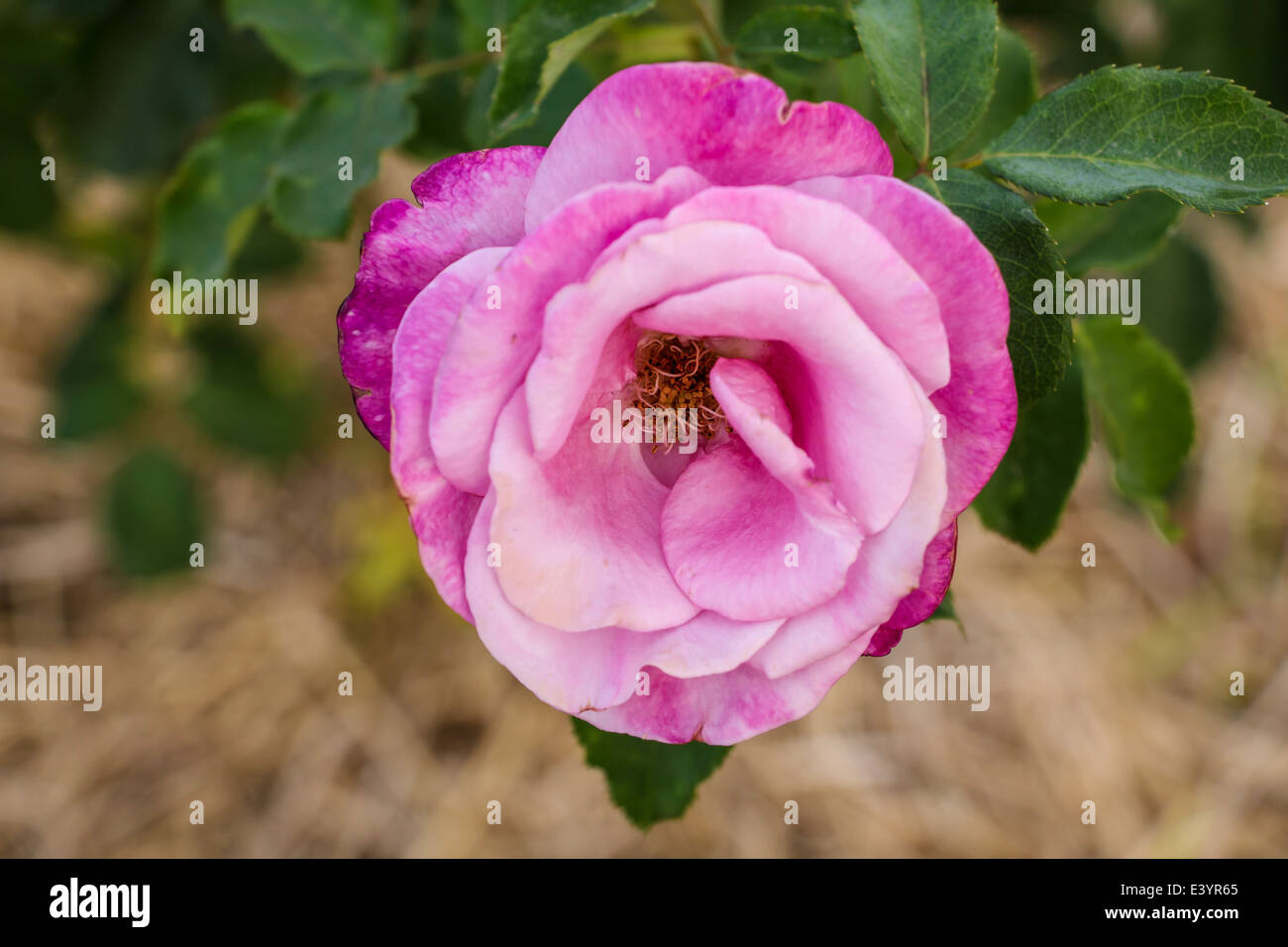 Beautiful pink rose flowers in a garden Stock Photo - Alamy