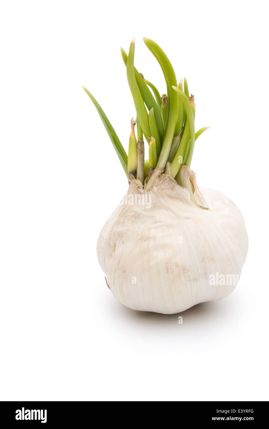 garlic isolated on white background with clipping path Stock Photo