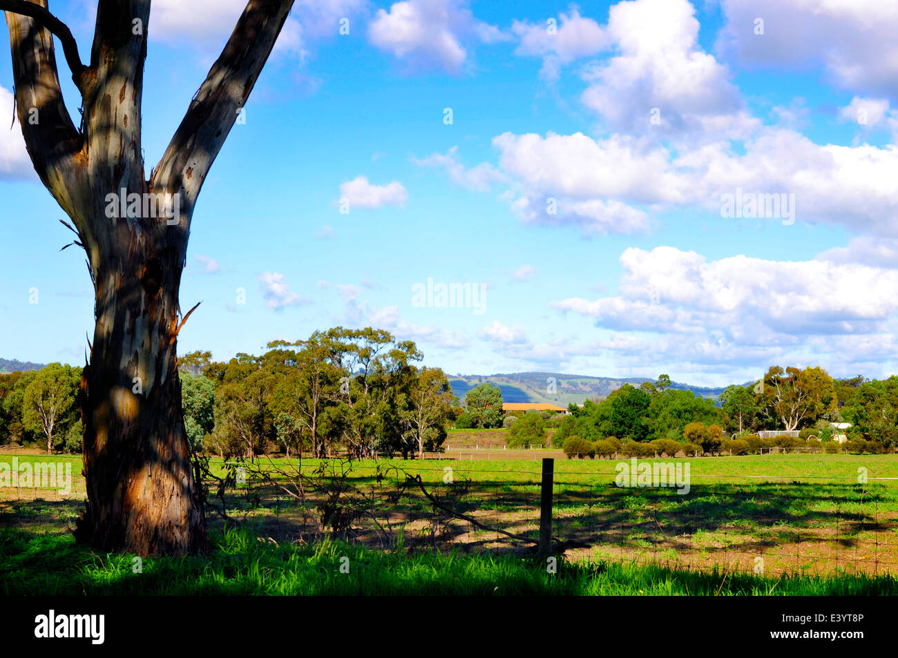 Australian native bushland landscape, taken at Barossa Valley, South Australia. Stock Photo