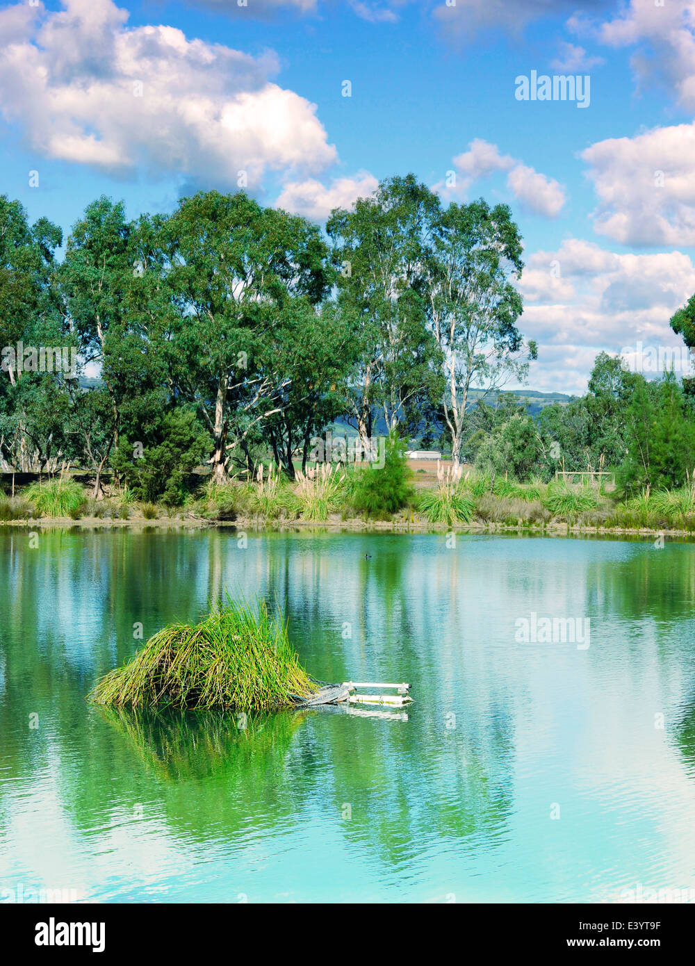 Australian native bushland landscape with large pond in foreground. Stock Photo