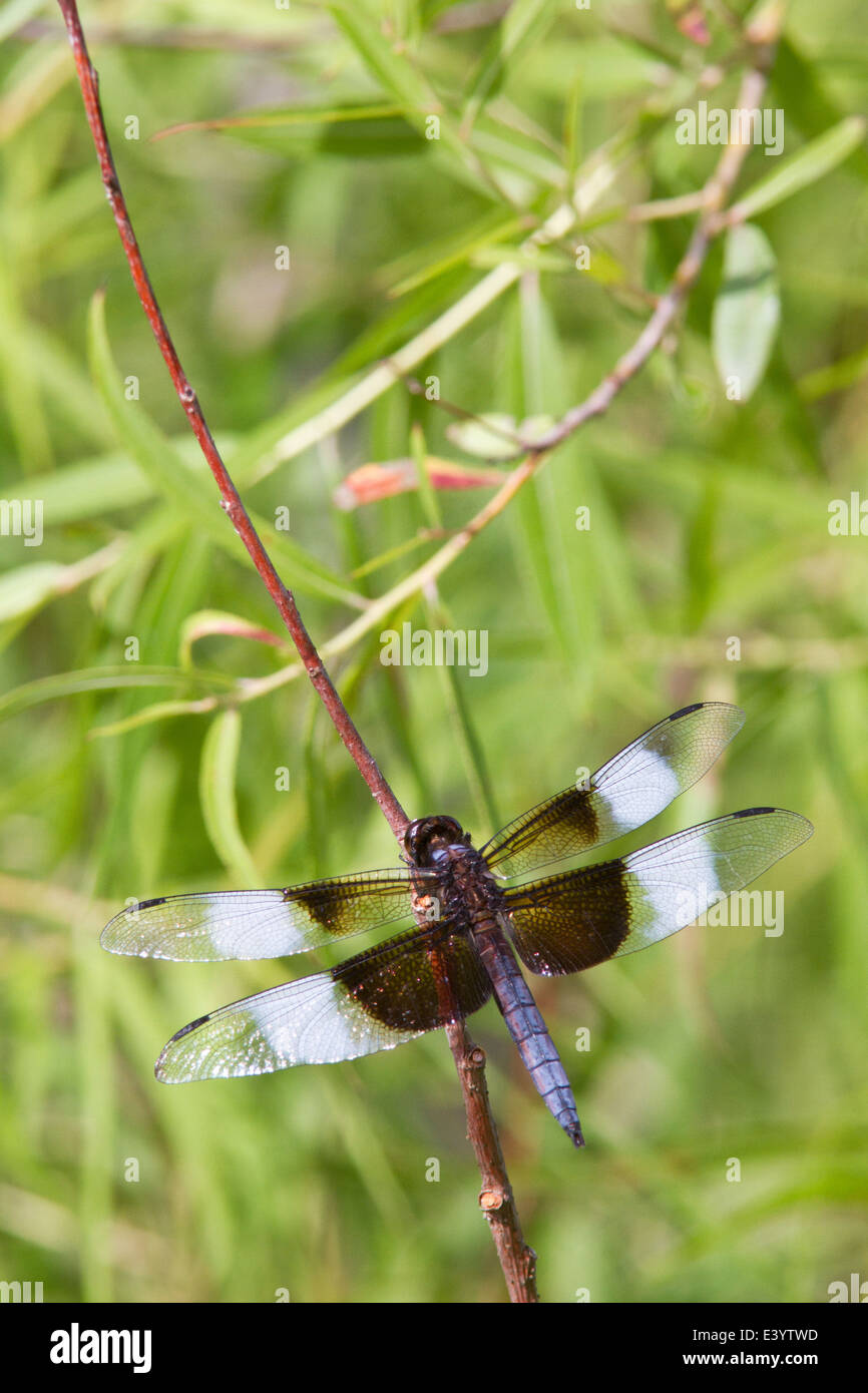 Male Widow skimmer dragonfly (Libellula luctuosa) on branch Stock Photo