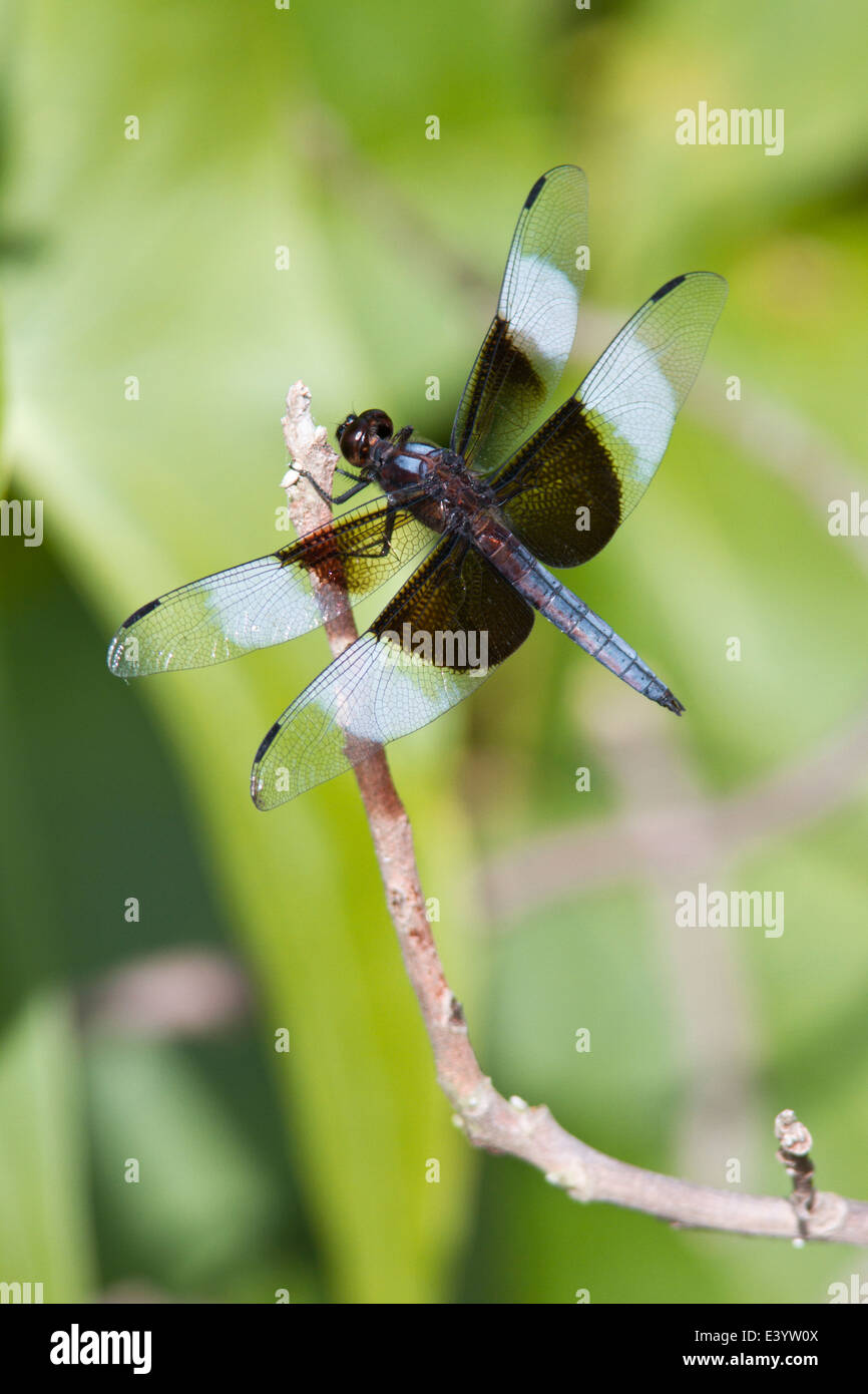 Male widow skimmer dragonfly hi-res stock photography and images - Alamy