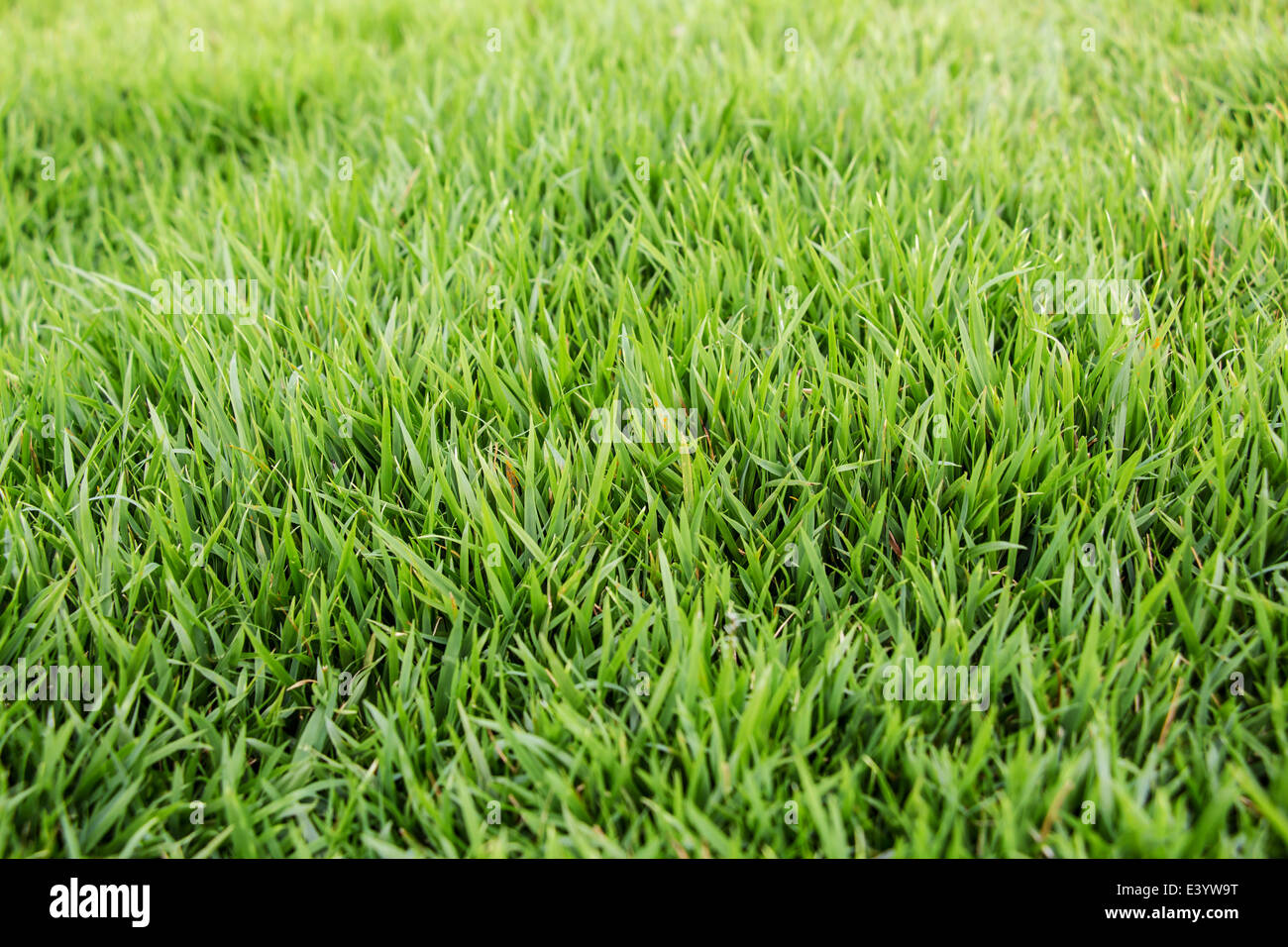 Green grass background Stock Photo - Alamy