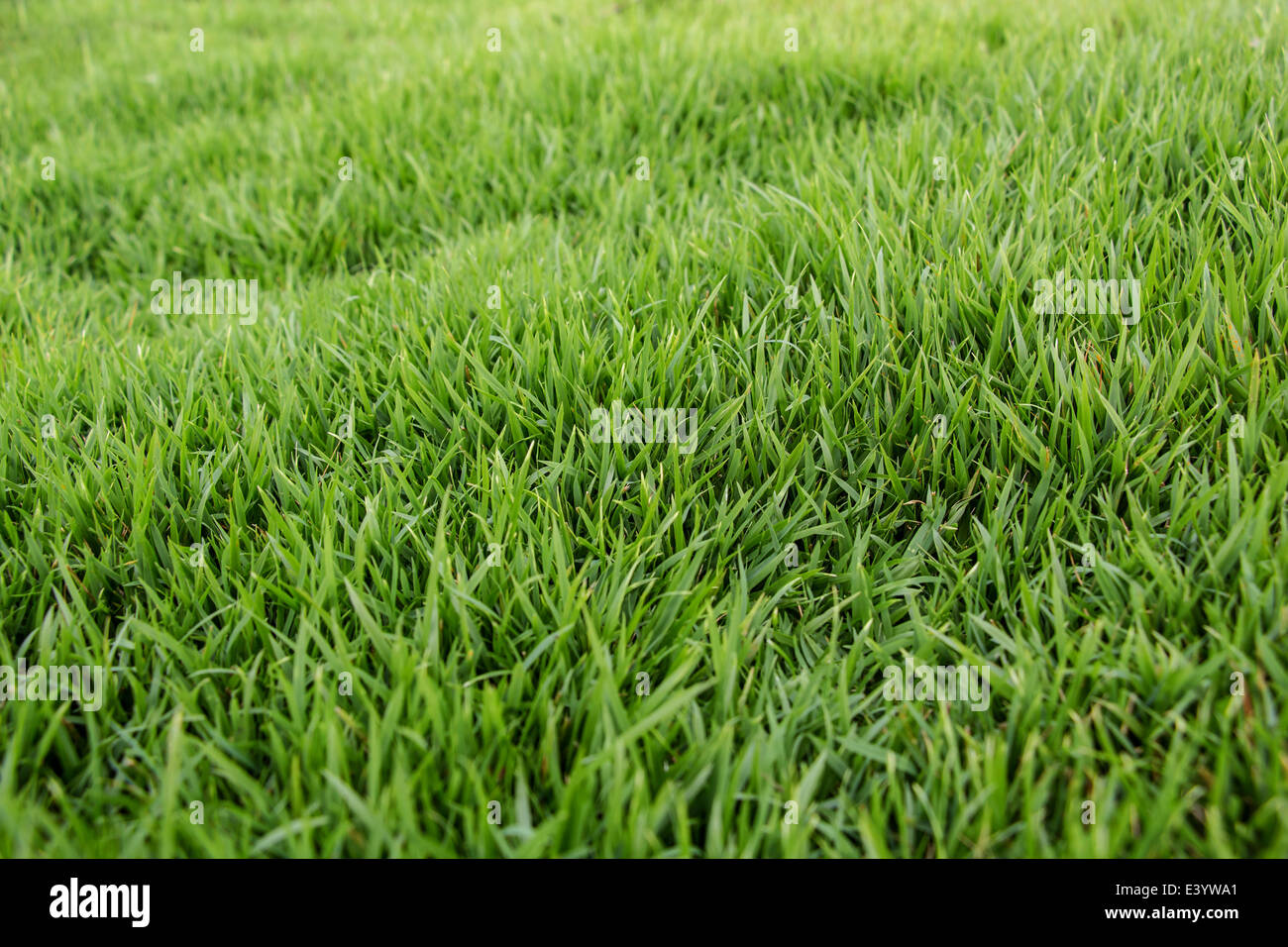 Green grass background Stock Photo - Alamy