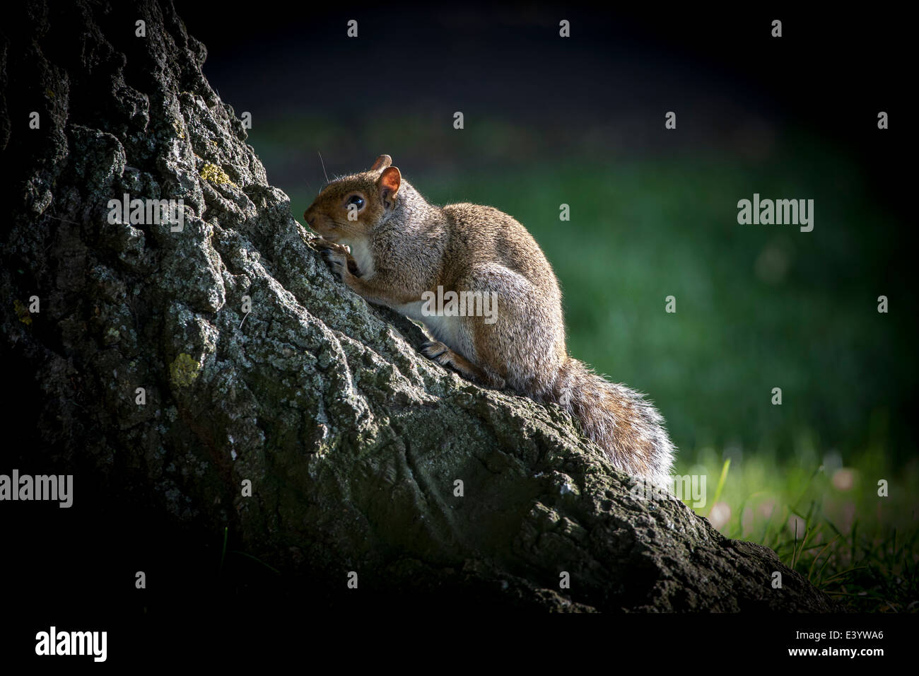 Grey Squirrel. Sciurus carolinensis (Rodentia) Stock Photo