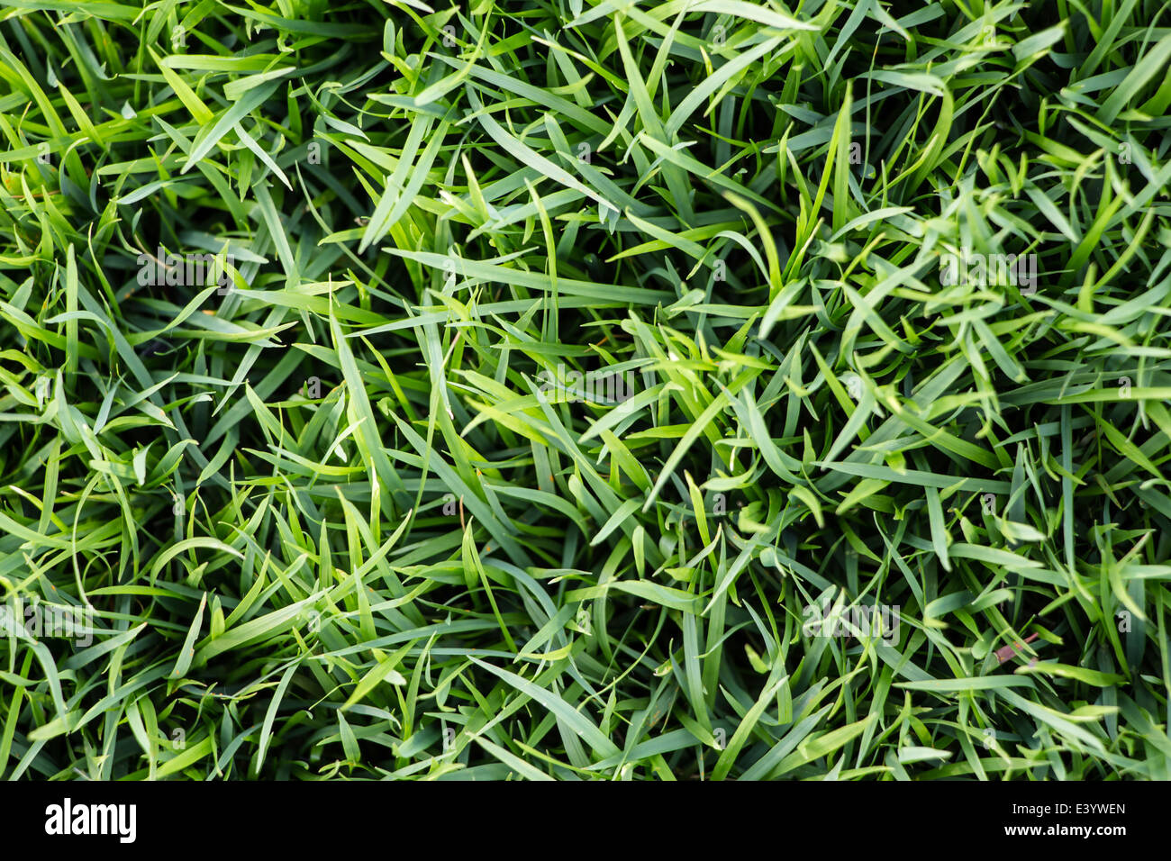 Green grass background Stock Photo - Alamy