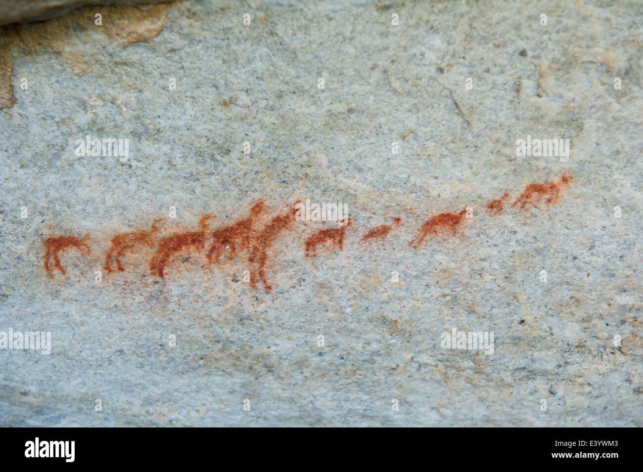 Rock art site called Elephant Hunt, Bushmans Kloof Wilderness Reserve