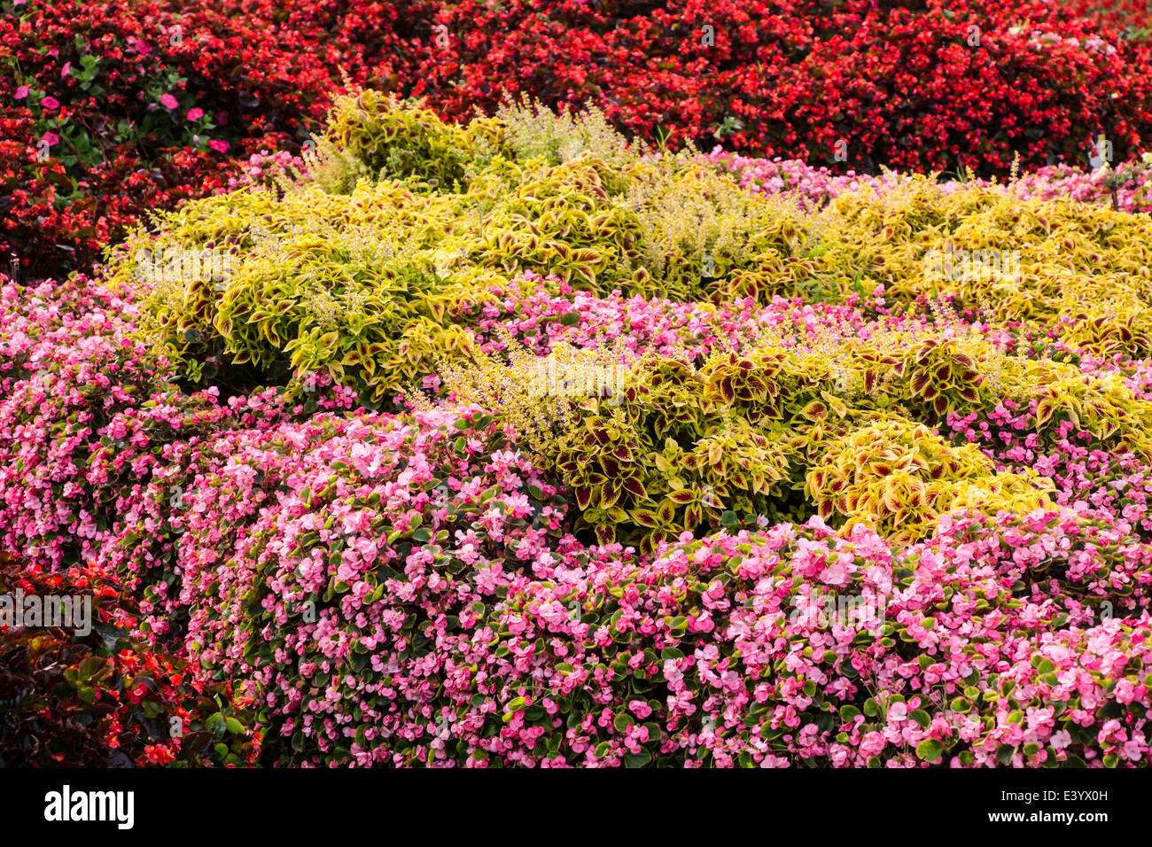 Begonia flowers background Stock Photo - Alamy