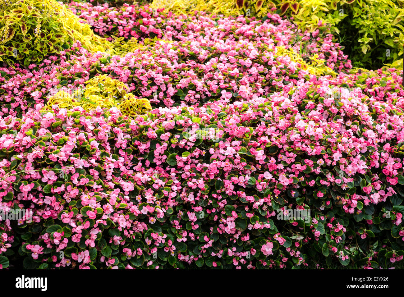 Begonia flowers background Stock Photo - Alamy