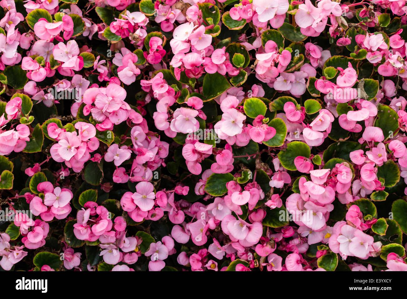 Begonia flowers background Stock Photo - Alamy
