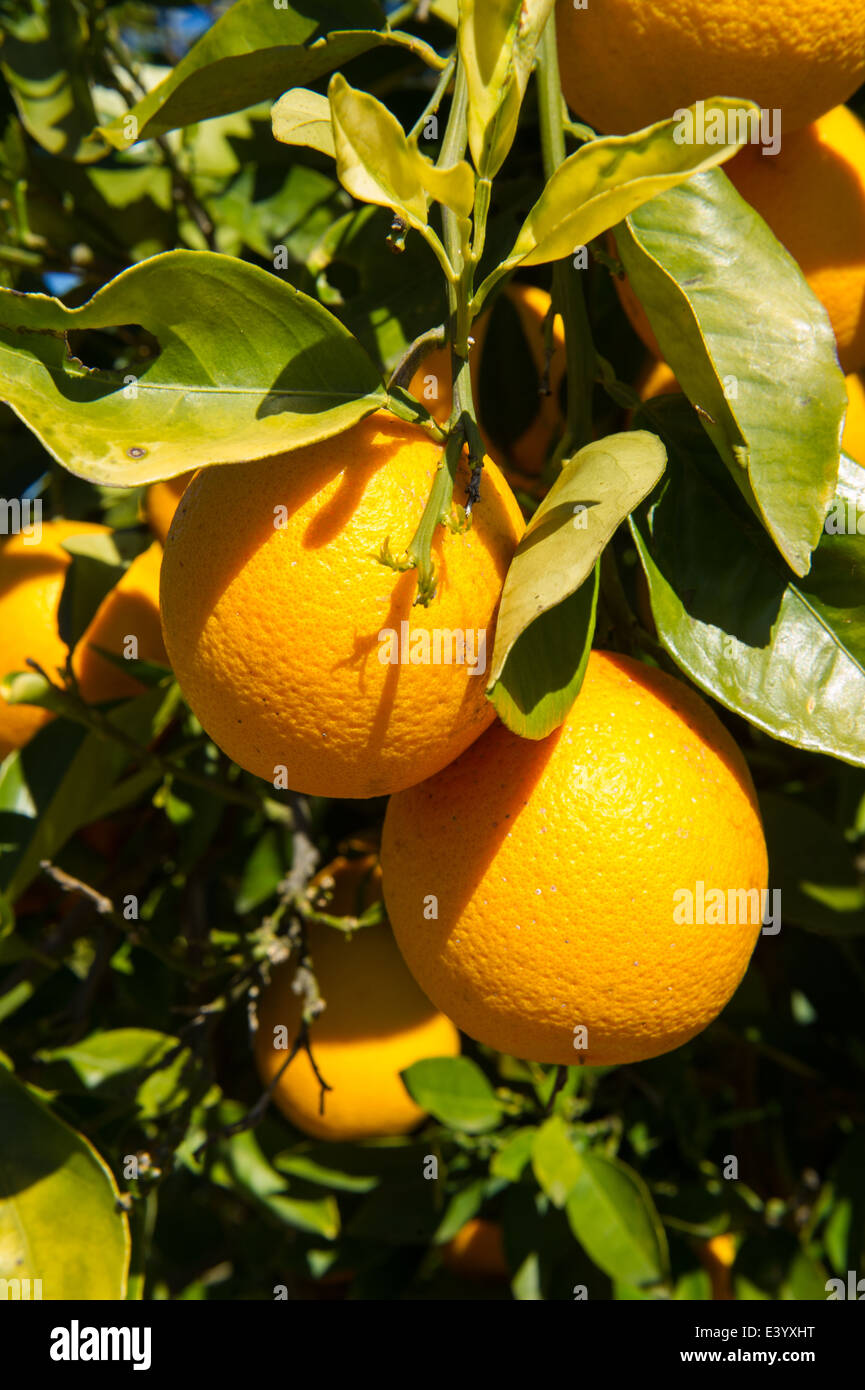 Oranges on a citrus farm, Clanwilliam, South Africa Stock Photo Alamy