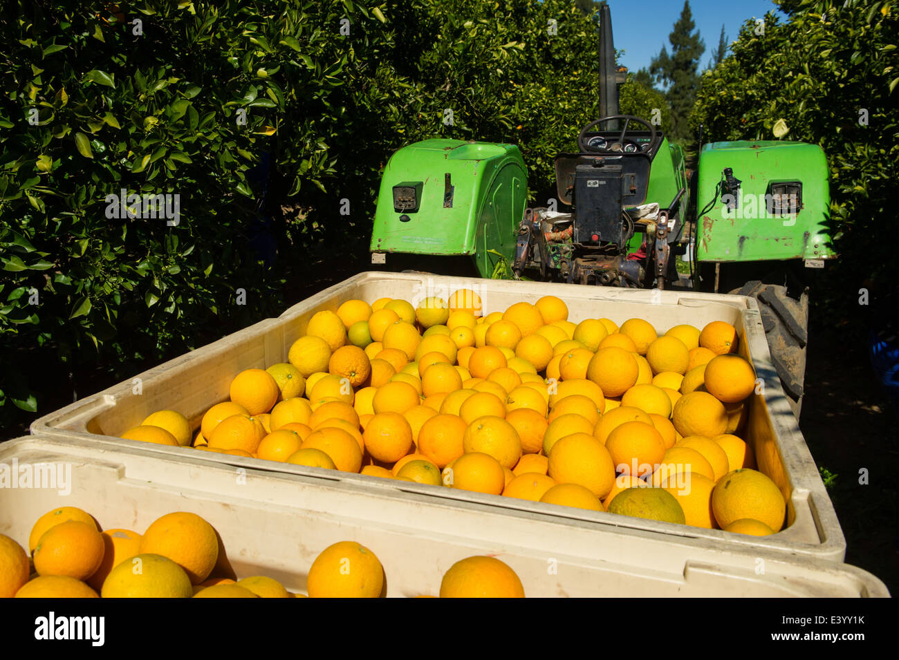 Harvesting oranges, Citrus Farm, Clanwilliam, South Africa Stock Photo