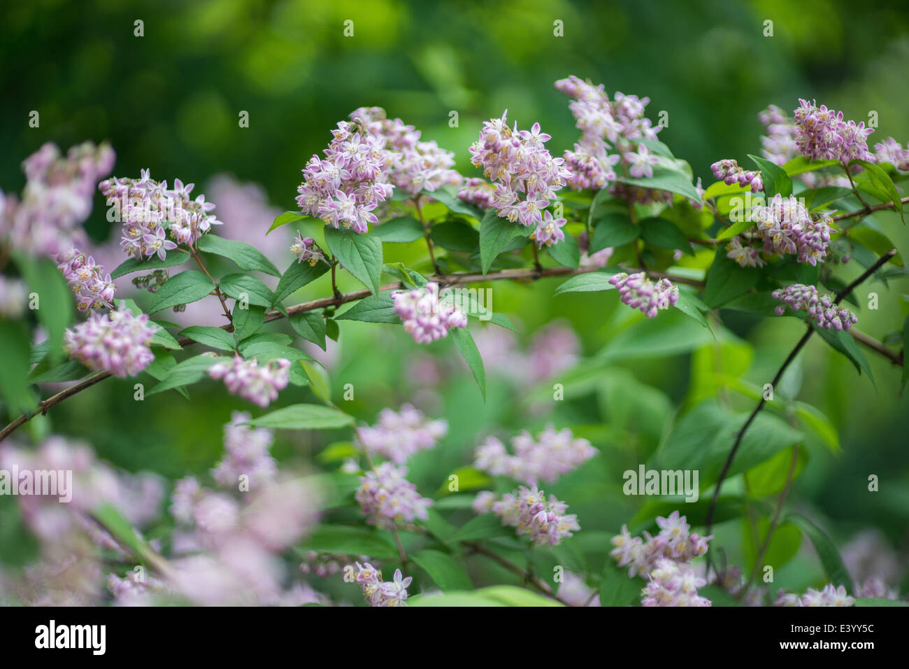 Deutzia hybrida flowers close up Stock Photo
