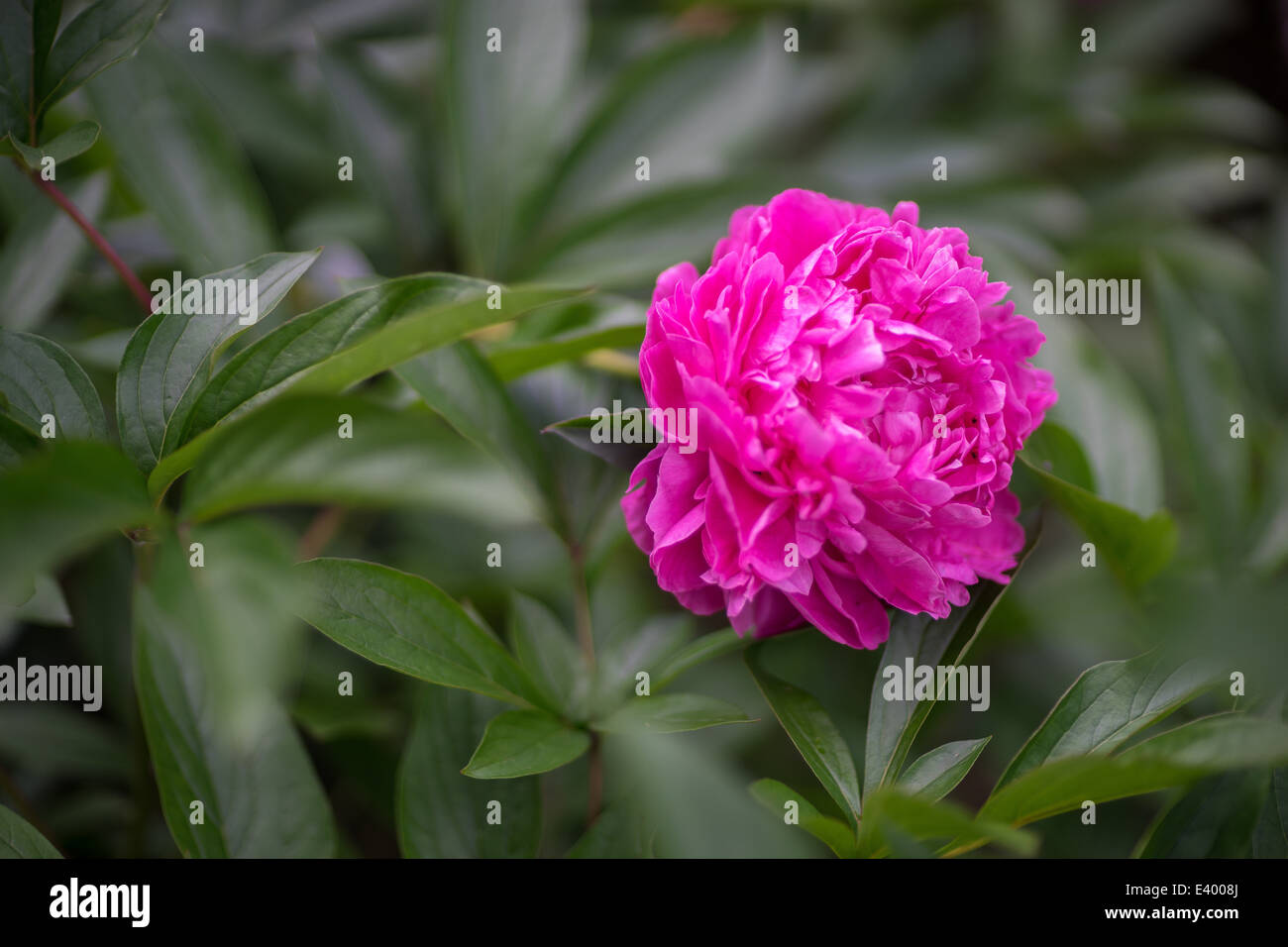 Pink peony close up Stock Photo - Alamy