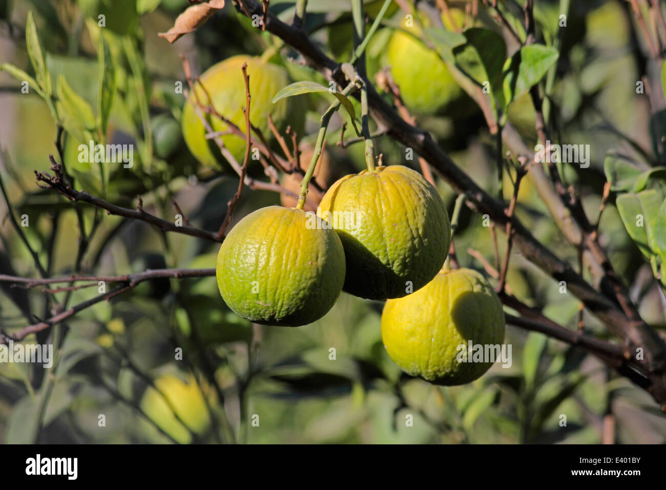 sweet limes on tree Stock Photo Alamy