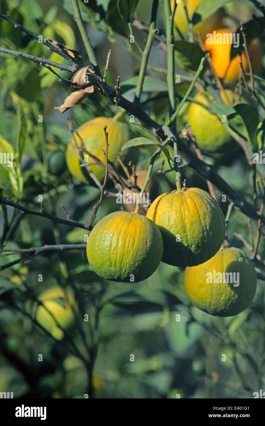 sweet limes on tree Stock Photo Alamy