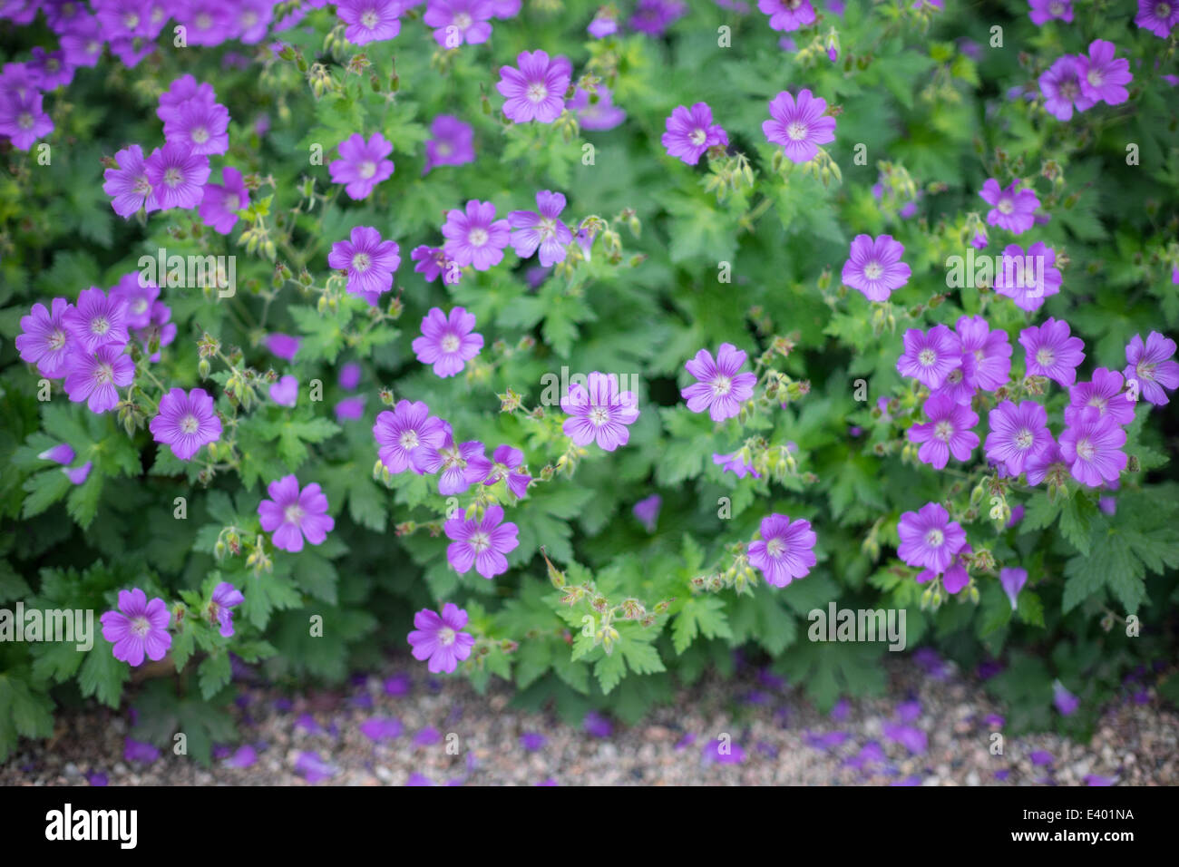 Purple geranium flowers close up Stock Photo Alamy